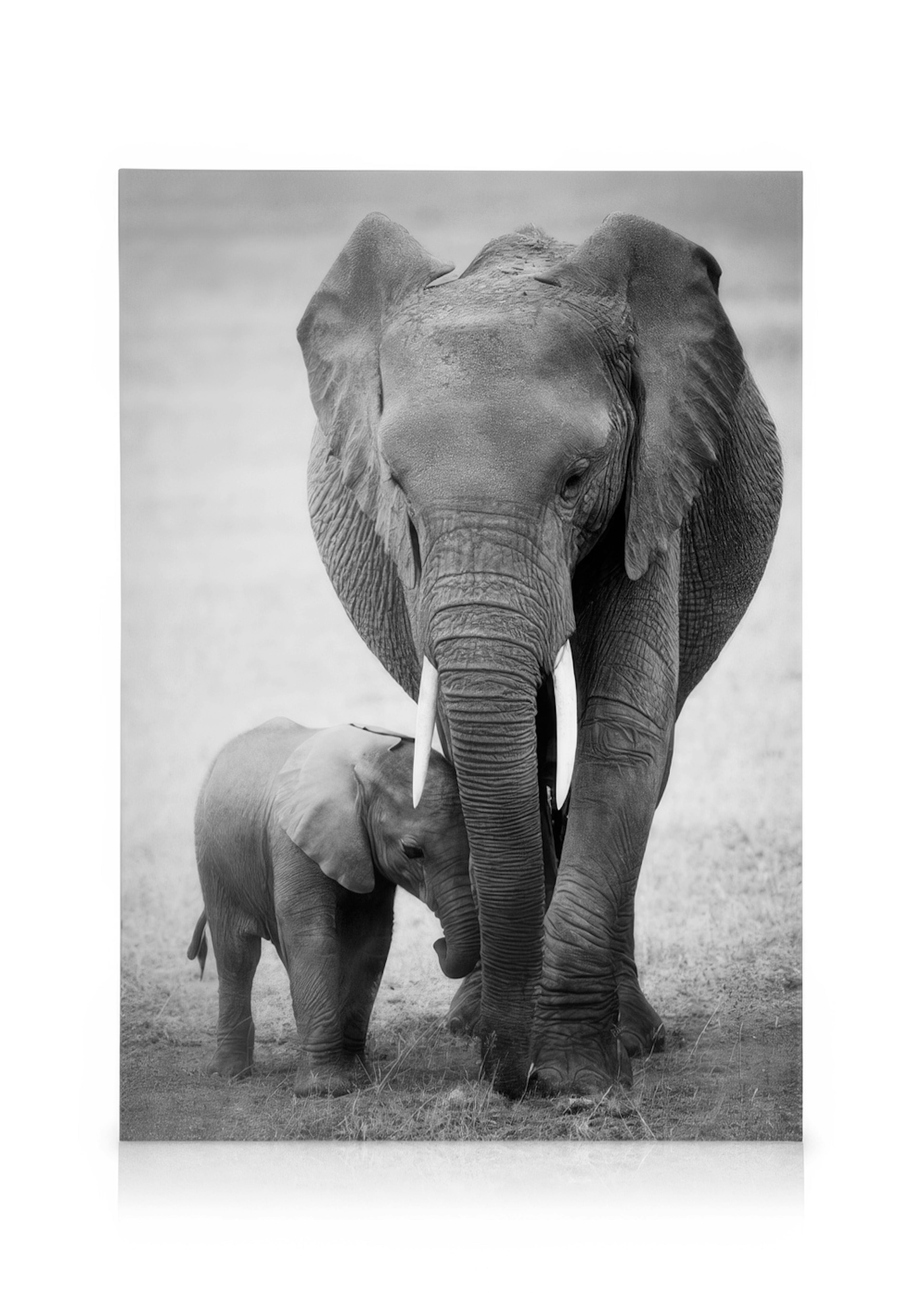 Elephant Love Kanvaasi 0