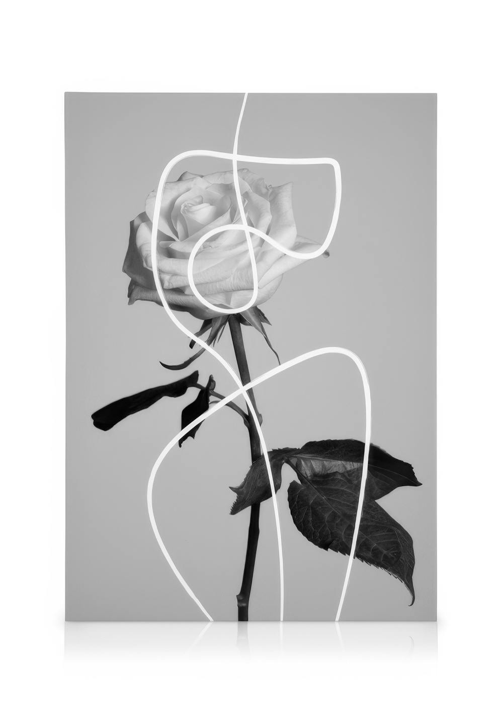 Canvas Prints Flower Shapes Canvas print (30x40 cm)
