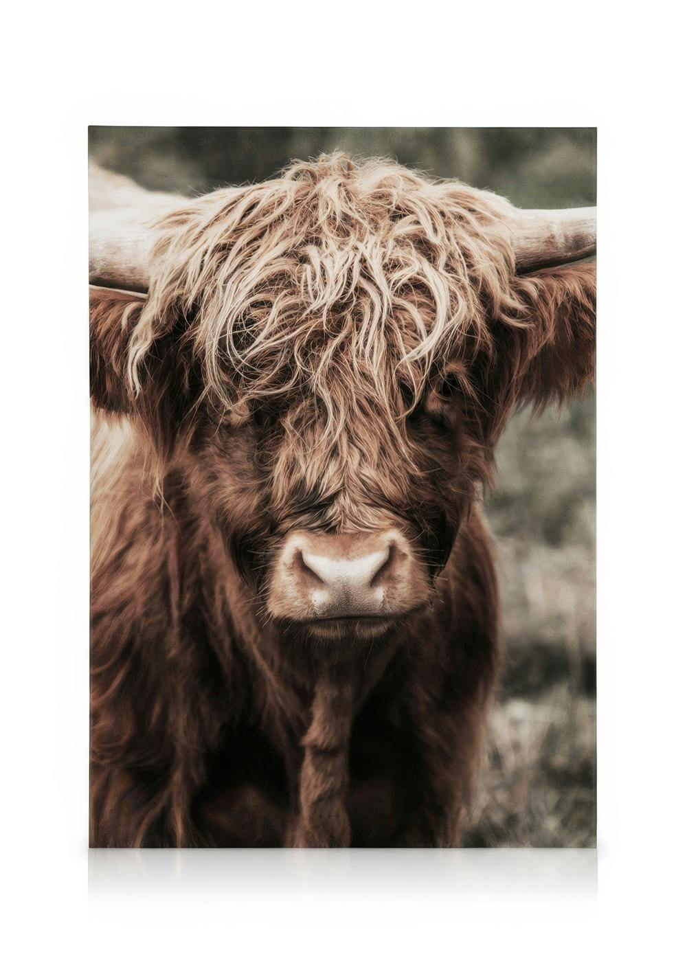 Toile de vache hirsute marron en gros plan, style campagnard rustique