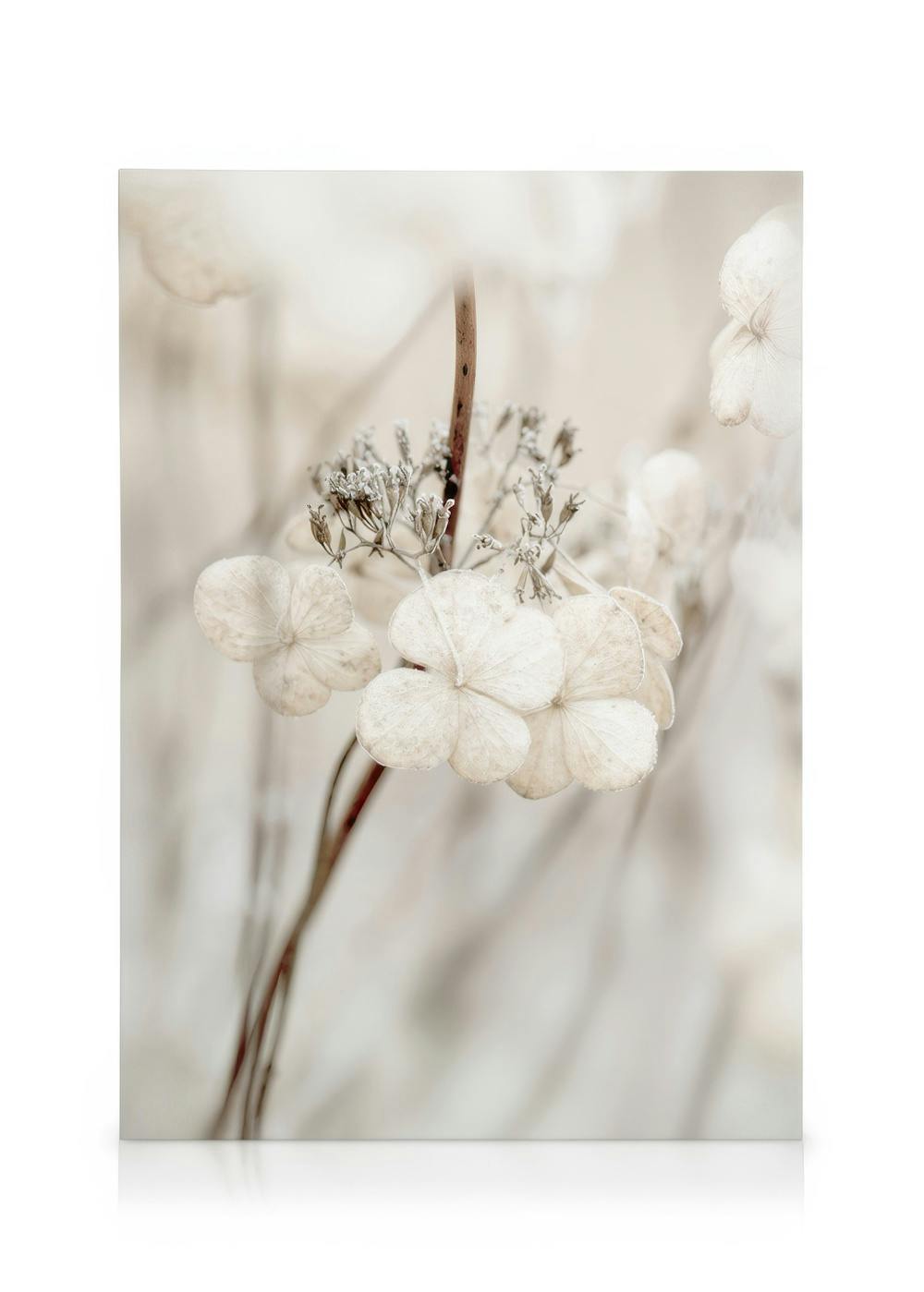 Tela botânica com hortênsias secas e hastes em tons de branco suave, bege e sépia, ideal para decoração.