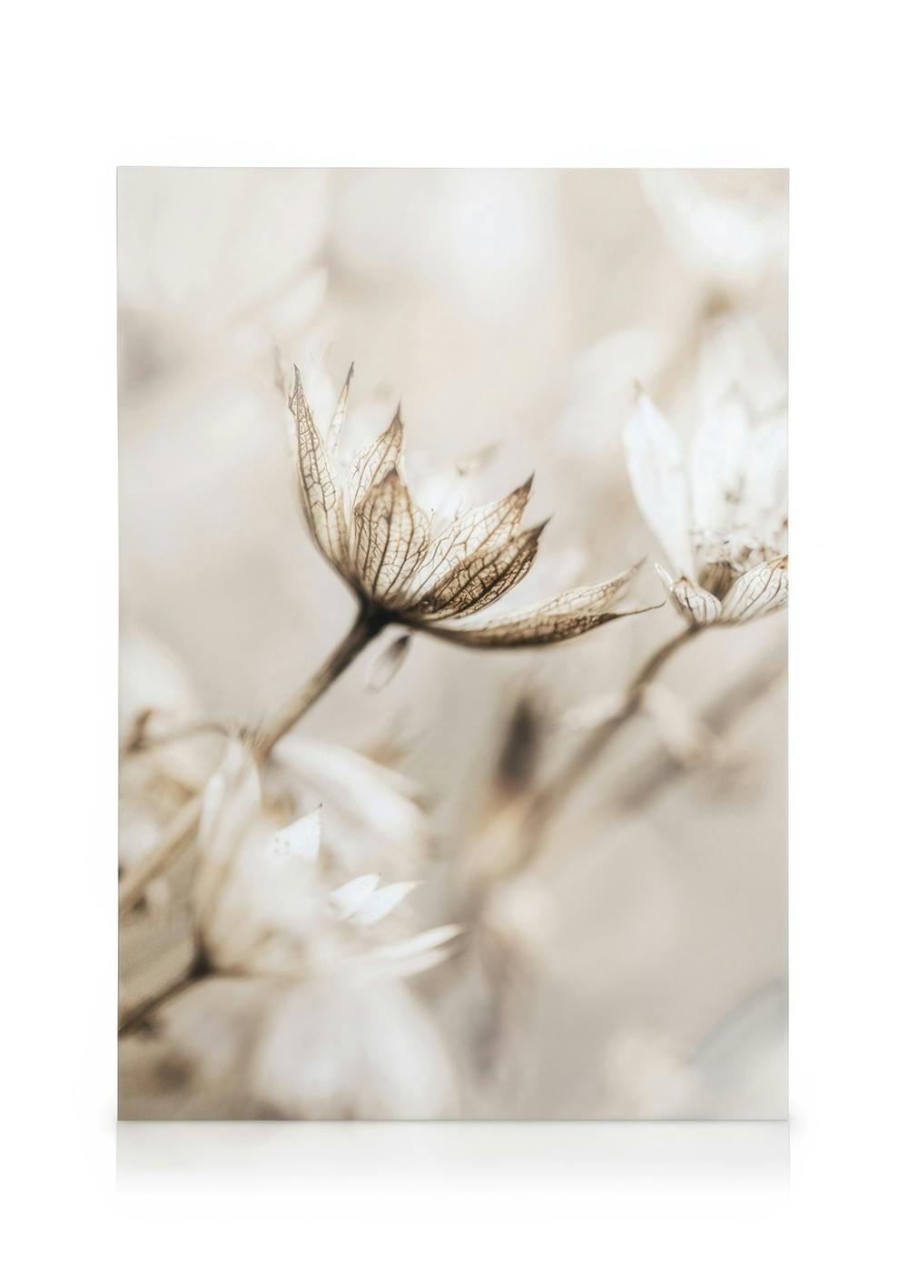 Detailed botanical canvas print of a dried plant with delicate white and brown petals on a soft beige background.