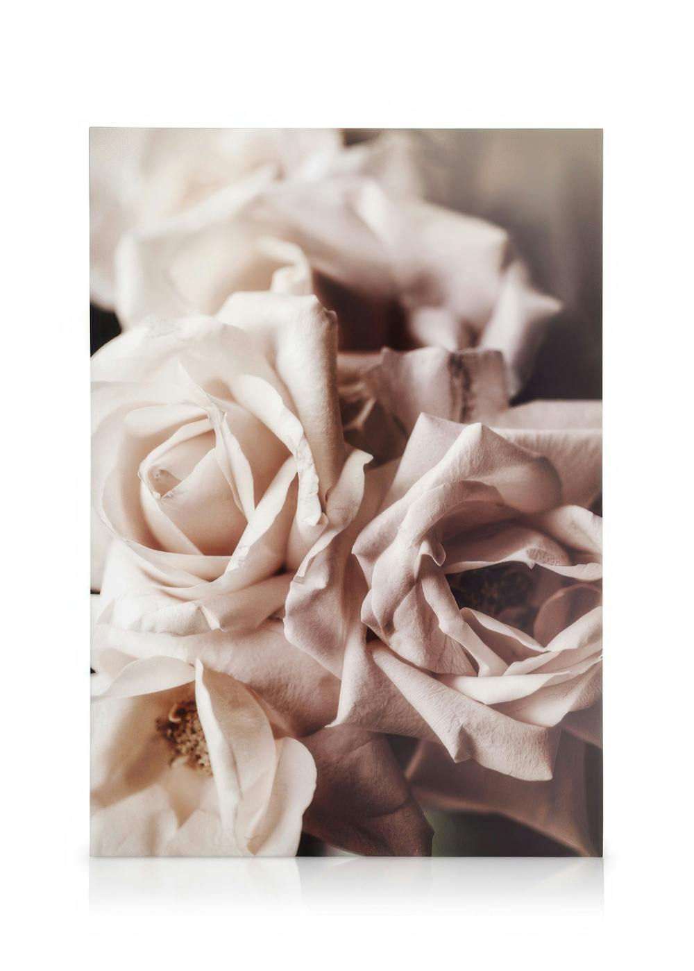 Canvas Prints Dusty Pink Roses No1 Canvas print (30x40 cm)