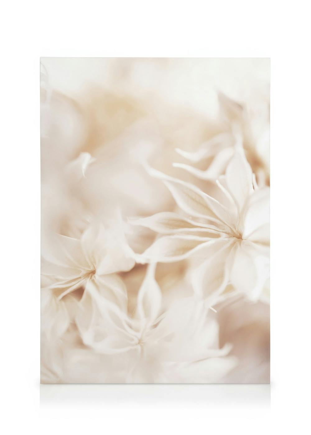 Florales Bokeh-Leinwandbild mit weichen, cremefarbenen Blüten, verschwommenem Hintergrund und warmen Beigetönen