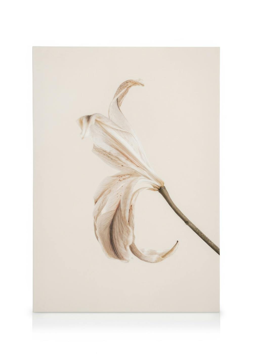 Obrazy na płótnie Soft Lily No2 Obraz na płótnie (30x40 cm - Ramka dębowa)