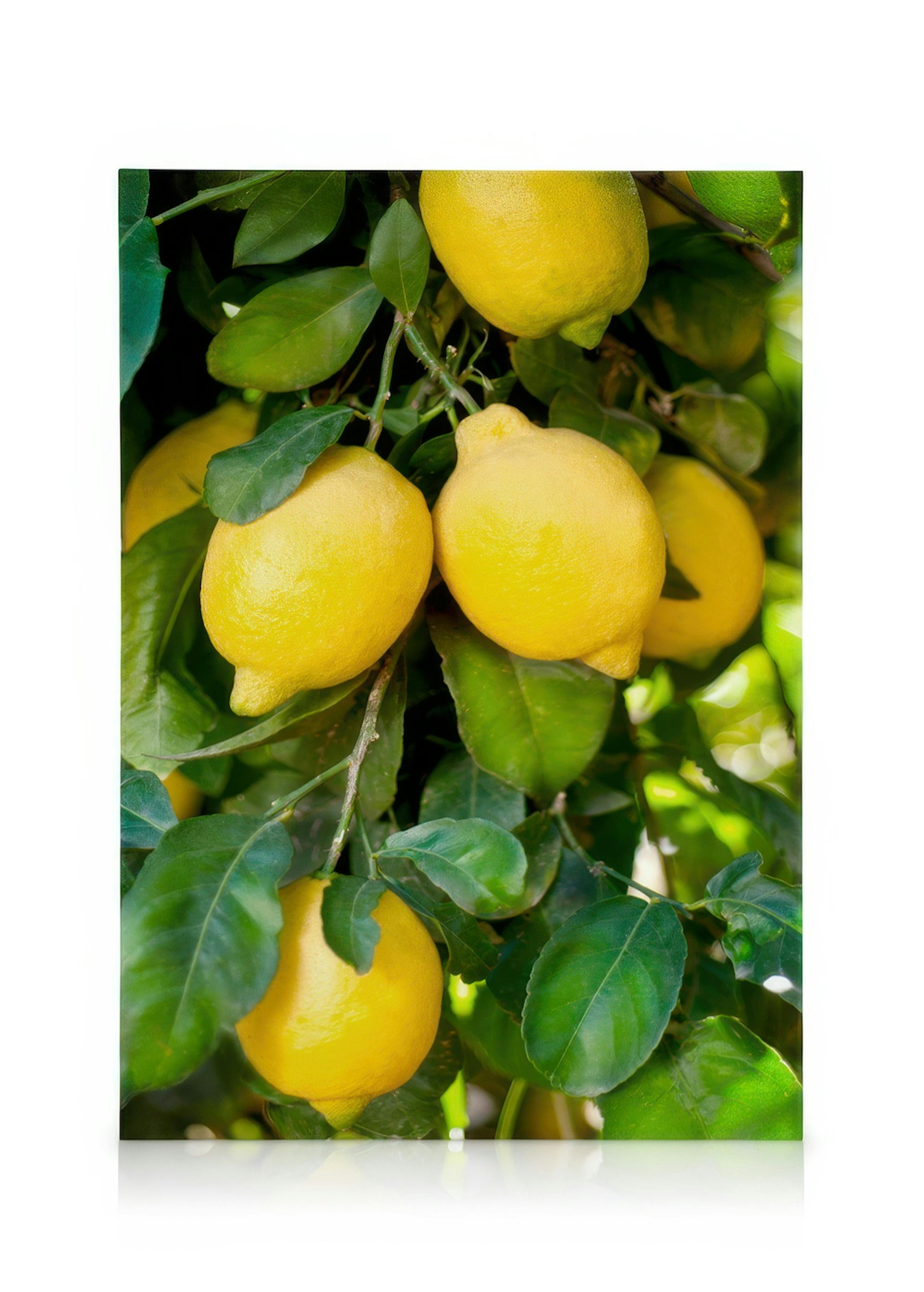 Fresh Lemons Tableau sur toile 0