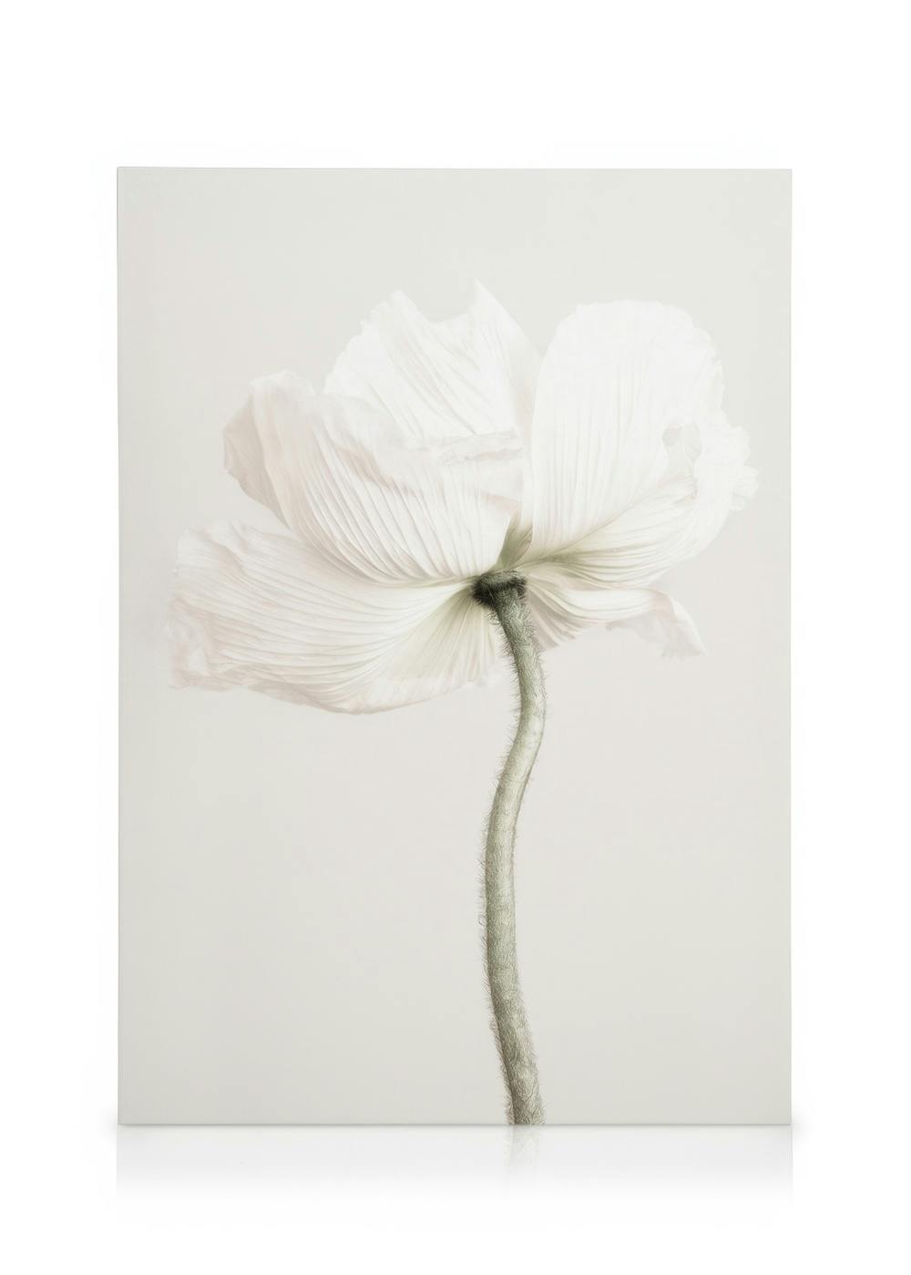 Canvas Prints Pale Poppy Canvas print (50x70 cm)