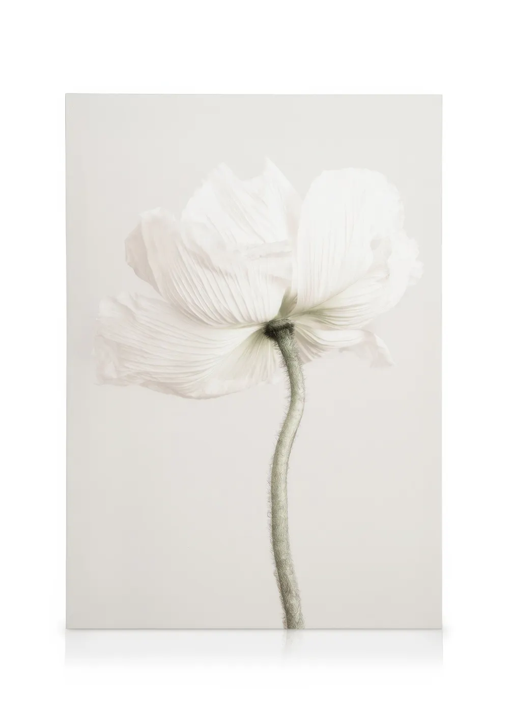 Tranh Botanical Pale Poppy Canvas print