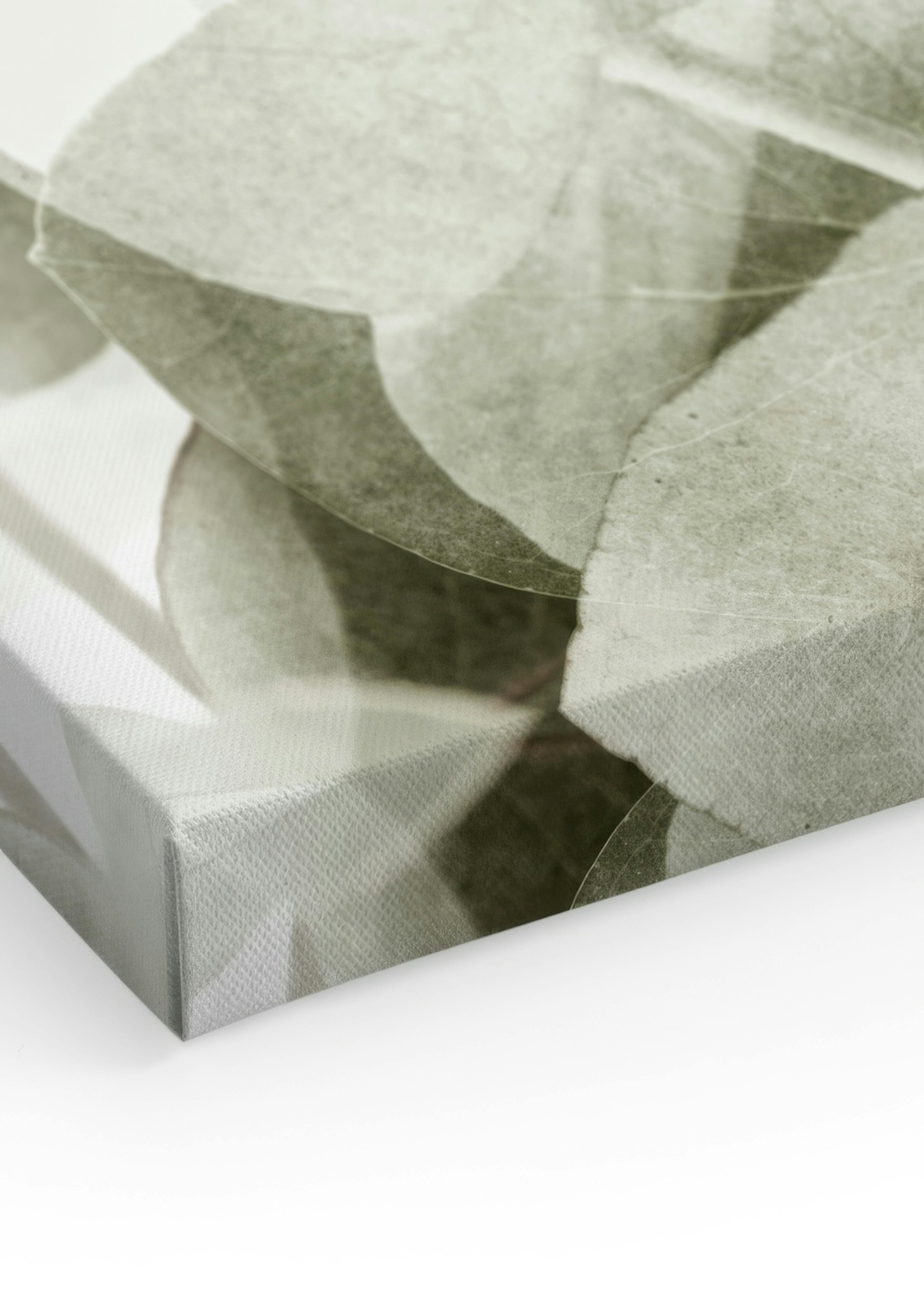 Abstract Eucalyptus No1 Stampa su Tela