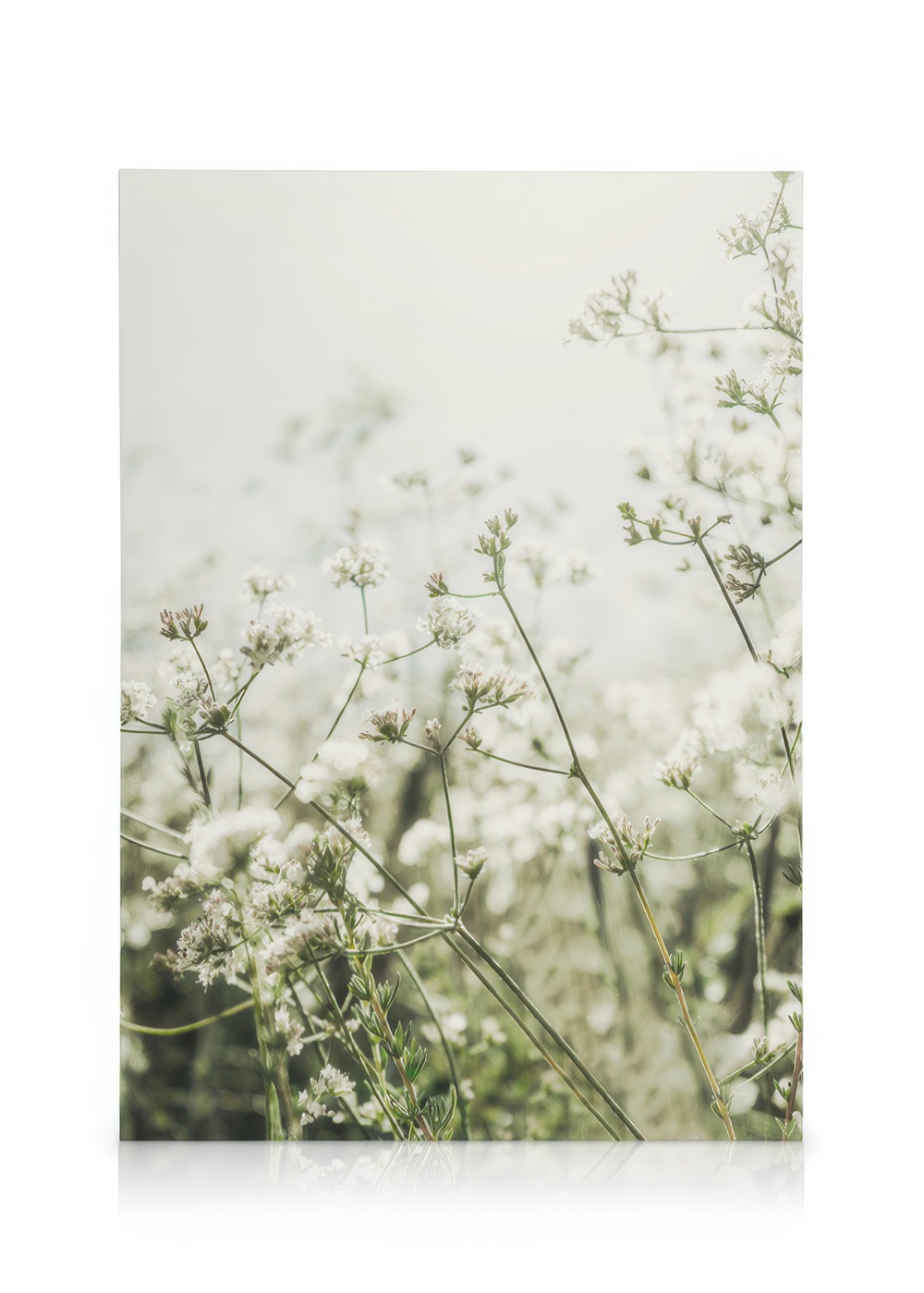 Wild White Flowers Canvas Print – Botanical Wall Art | Desenio