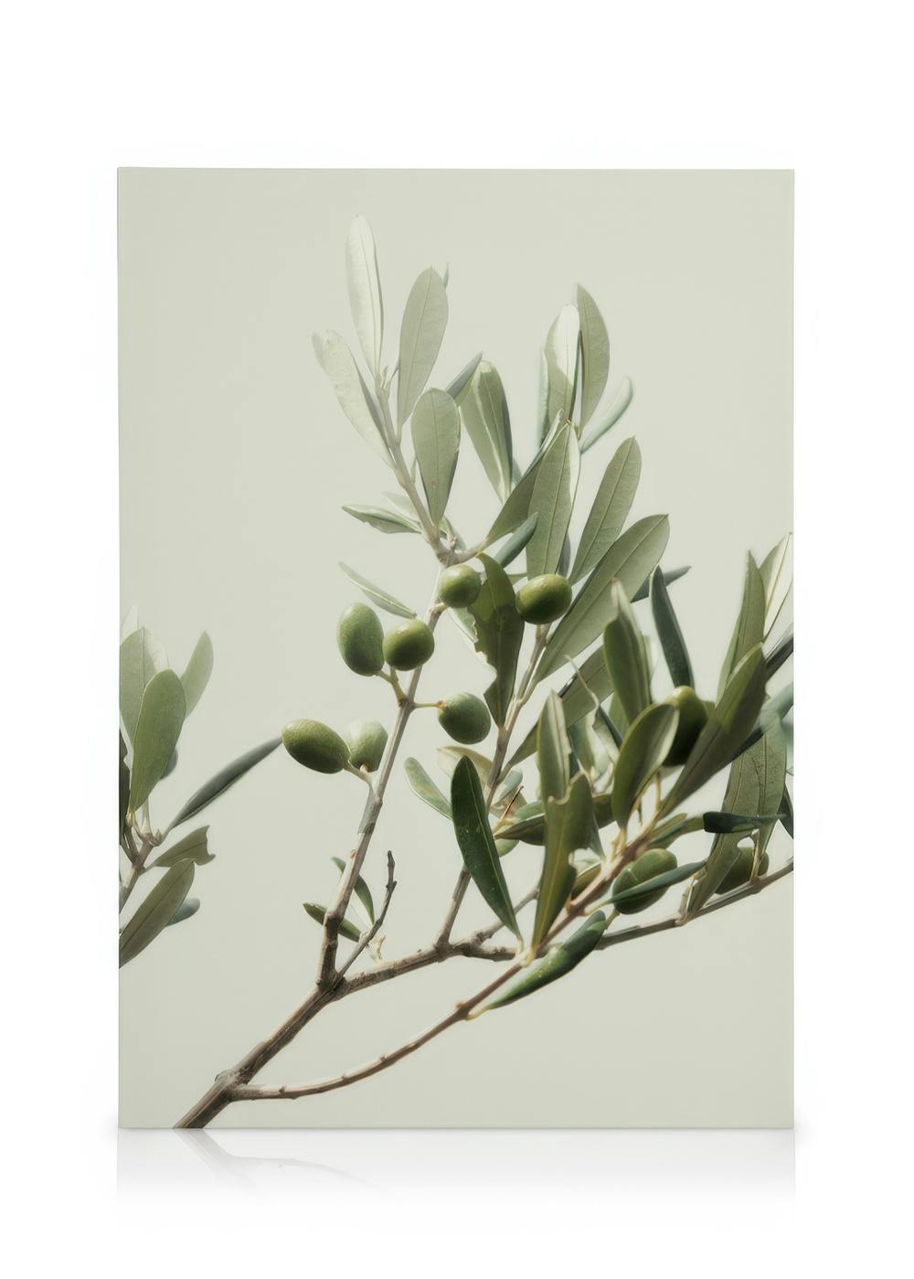 Canvas Prints Sunny Olive Branch Canvas print (50x70 cm - Oak Frame)