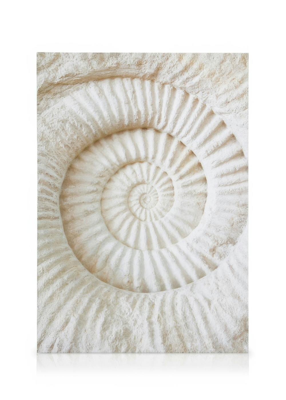 Obrazy na płótnie Ammonite Fossil Obraz na płótnie (30x40 cm - Czarna ramka)