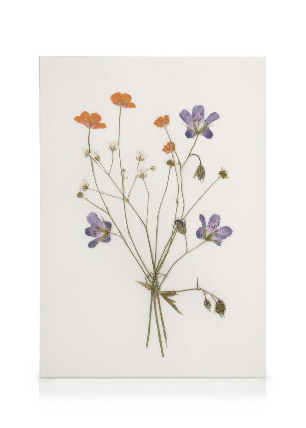 Obrázek na plátně s lisovanými květy orlíčku a oranžových okrasných květů.