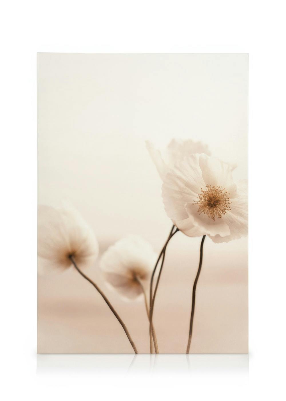 Obrazy na płótnie Pale Poppies Obraz na płótnie (50x70 cm)