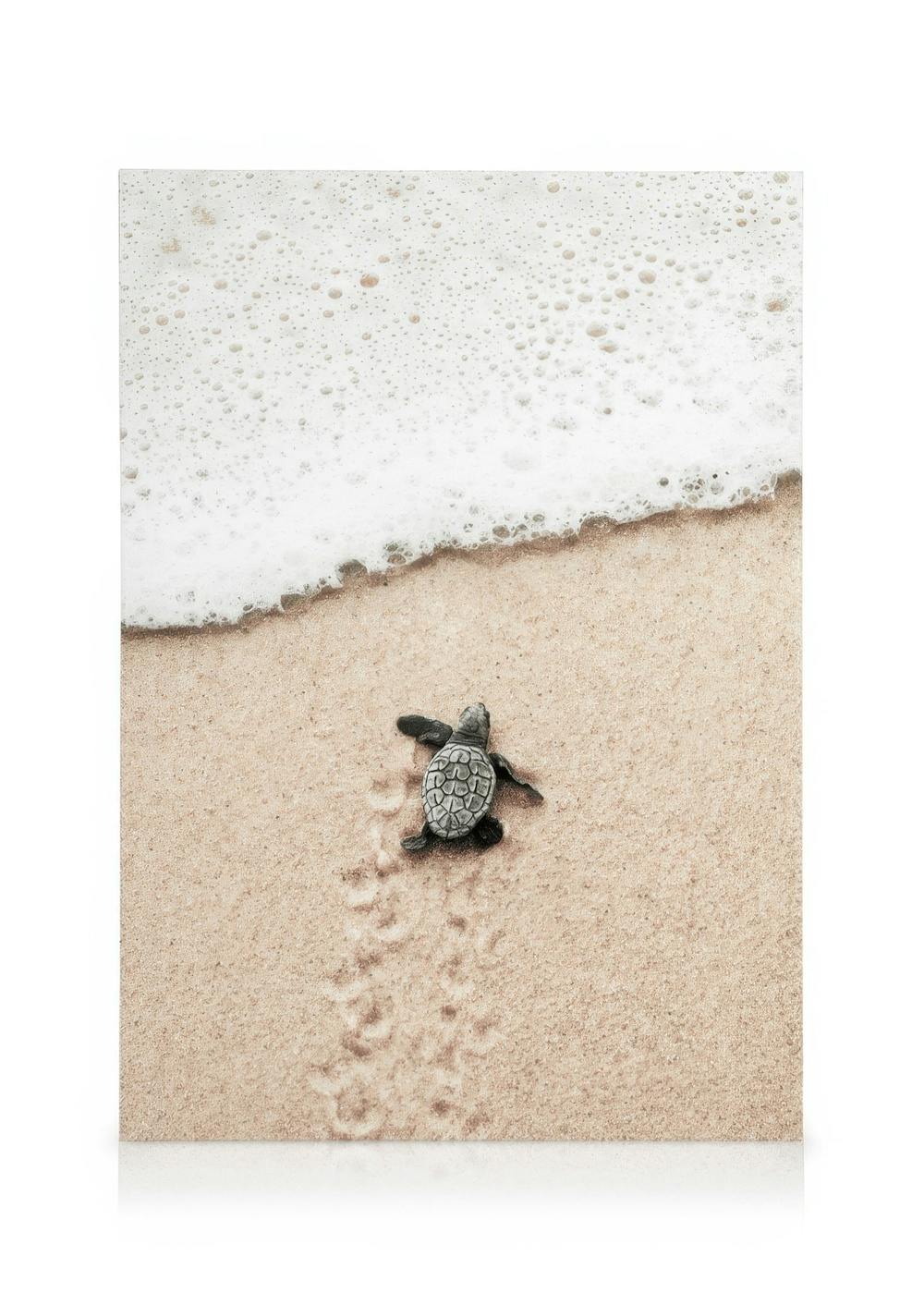 Baby-Schildkröte auf hellem Sandstrand kriechend, mit weissem Meeresschaum am Rand, Spuren im Sand.