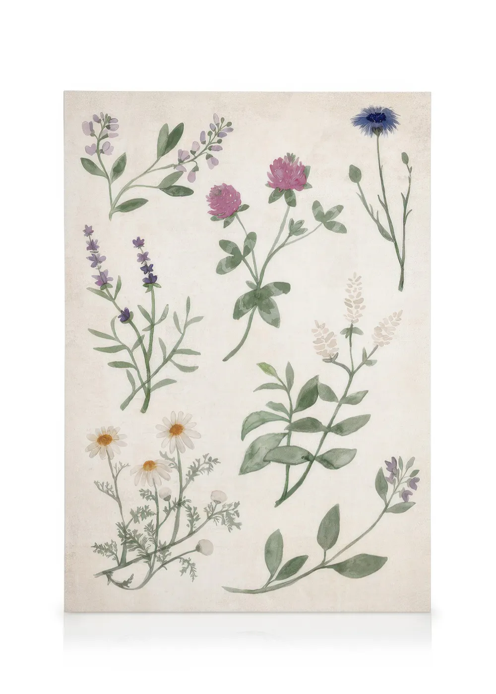 Tranh Botanical Herbs and Wildflowers Canvas print