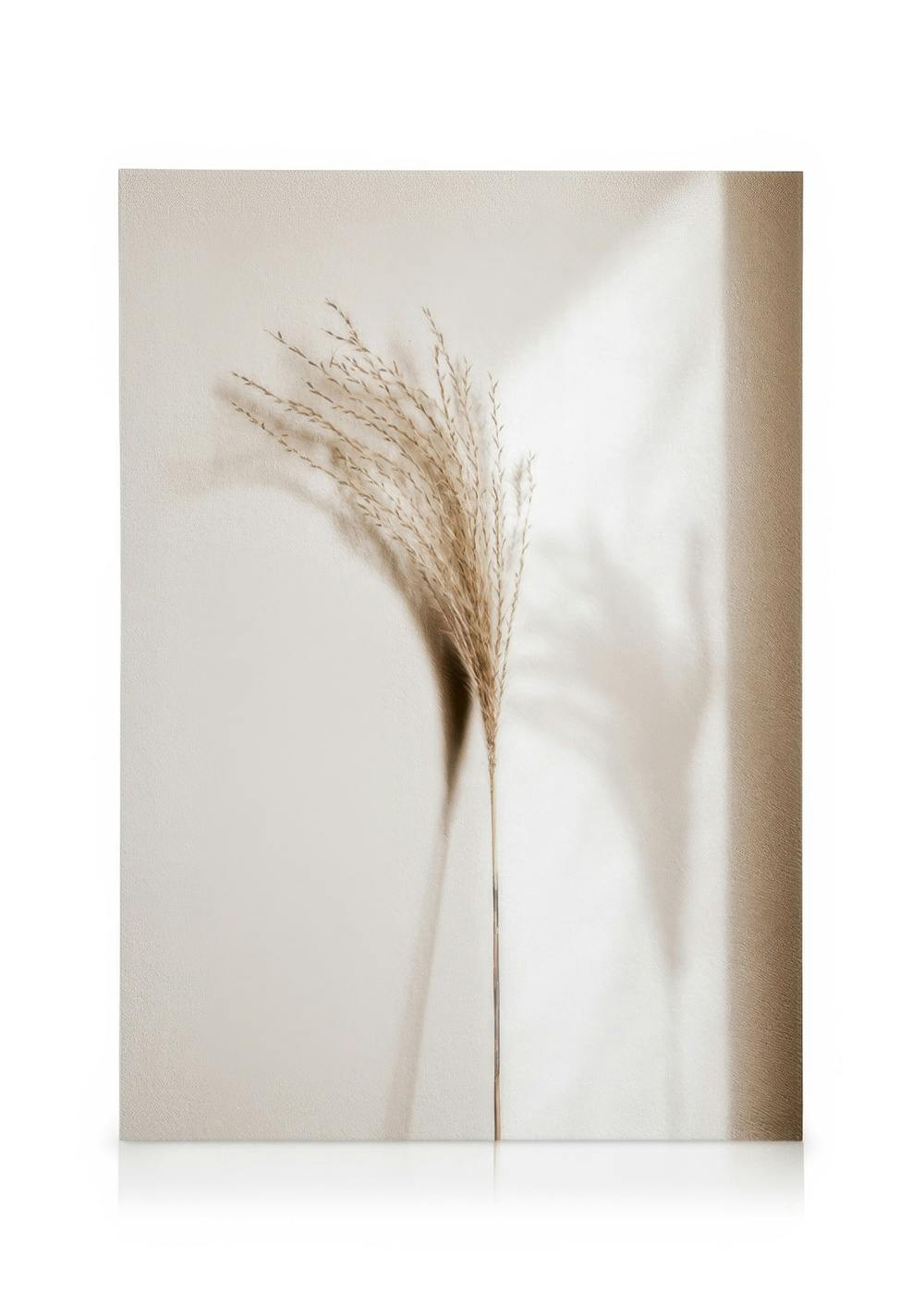 En ensam, torkad kaveldun mot en beige vägg med mjuka skuggor. Kaveldunet är i fokus och ger en lugn, naturlig känsla.