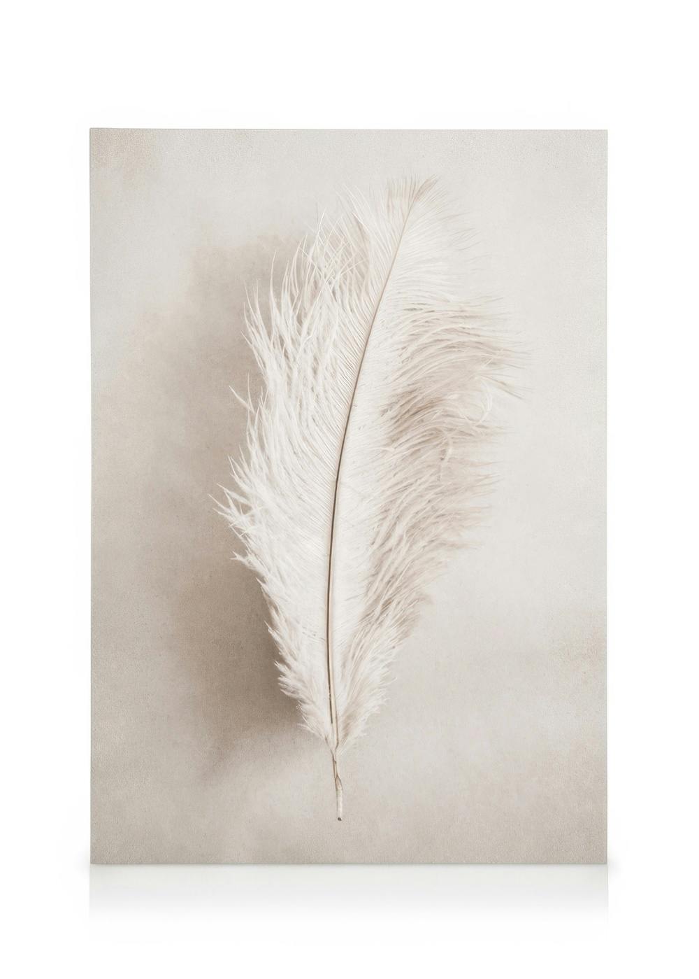 Telas decorativas As a Feather Tela (30x40 cm - Moldura de Carvalho)