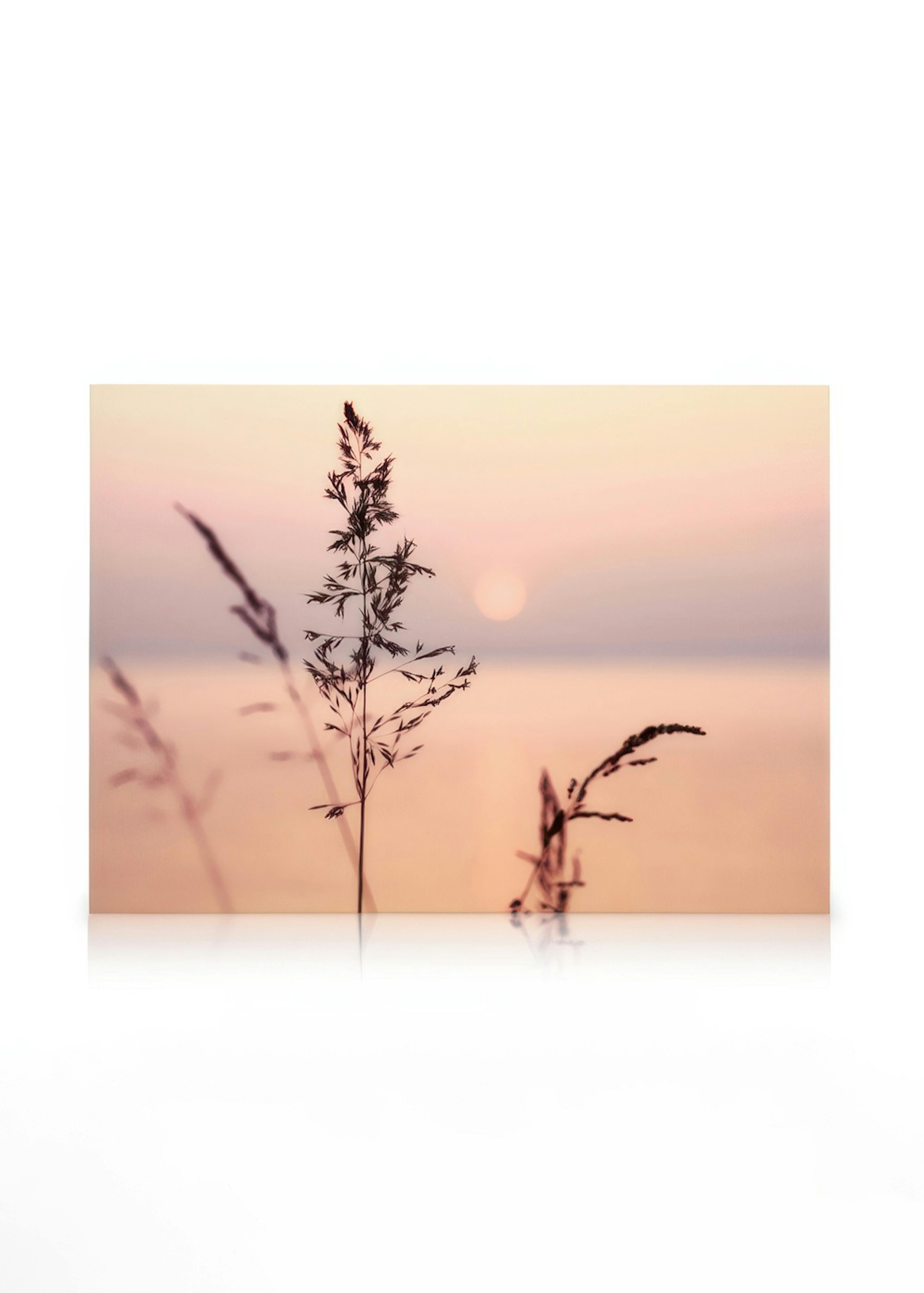 Lerret med silhuetter av høyt gress mot en varm solnedgang i rosa og beige nyanser, som gir en fredelig følelse.