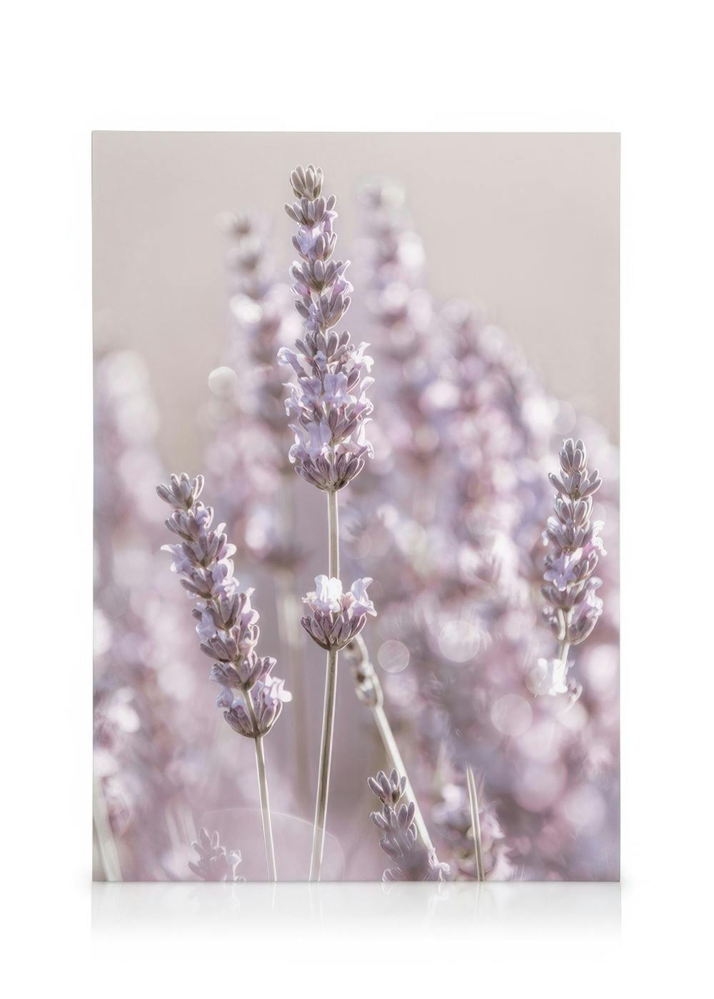 Obrazy na płótnie Lavender Flowers Obraz na płótnie (30x40 cm - Ramka dębowa)