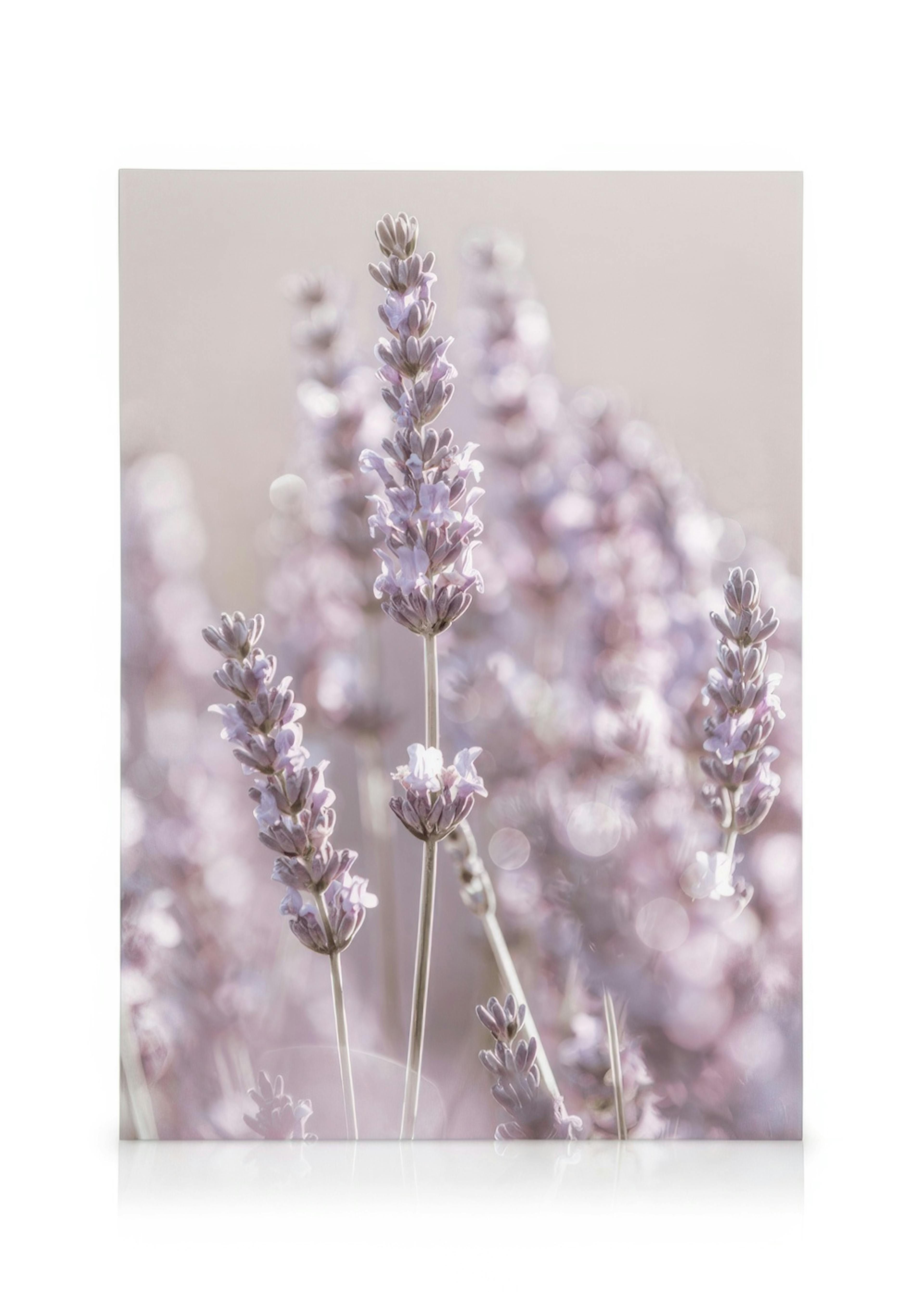 Lavender Flowers Καμβά 0