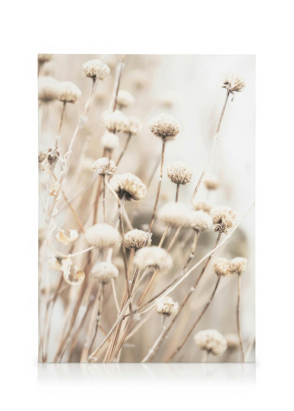 Herkät kuivat kukat kanvaasi, vaaleanruskeita ja valkoisia kukkia luonnollisessa, neutraalissa sävyssä.
