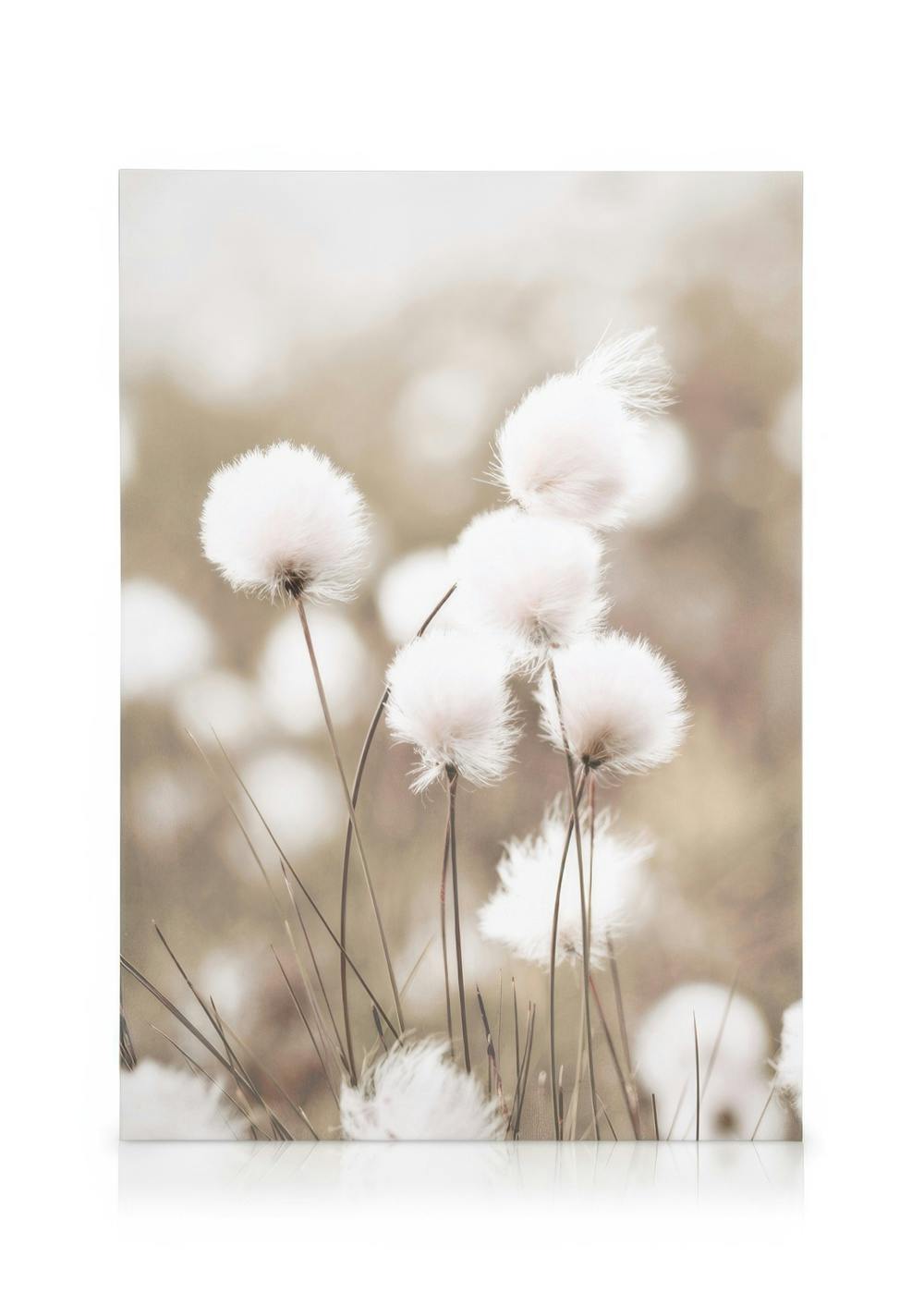 Canvas Schilderijen Cottongrass Canvas (30x40 cm - Fotolijst Zwart)