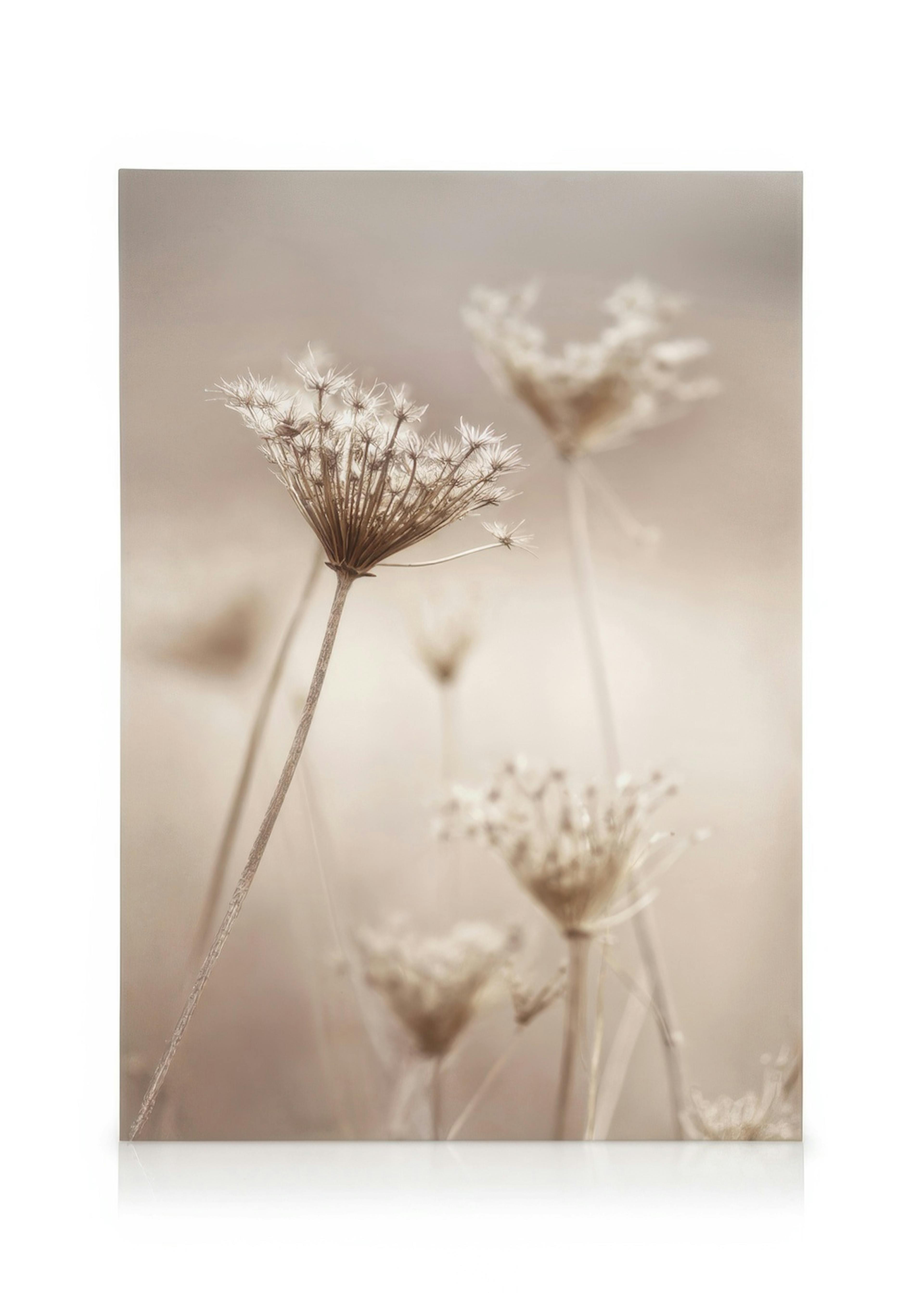 Wildflowers in Beige Kanvaasi 0