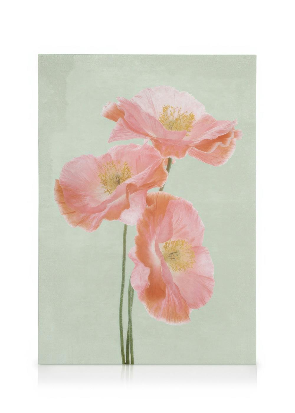Canvas met drie delicate roze bloemen op een lichtgroene achtergrond. Kyoto bloemenmarkt kunst.