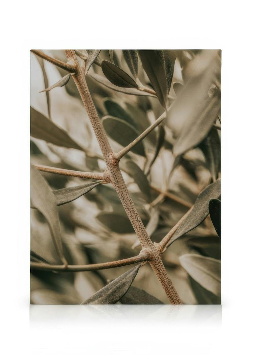 Canvas Prints Detailed Olive Branch Canvas print (50x70 cm - Black Frame)