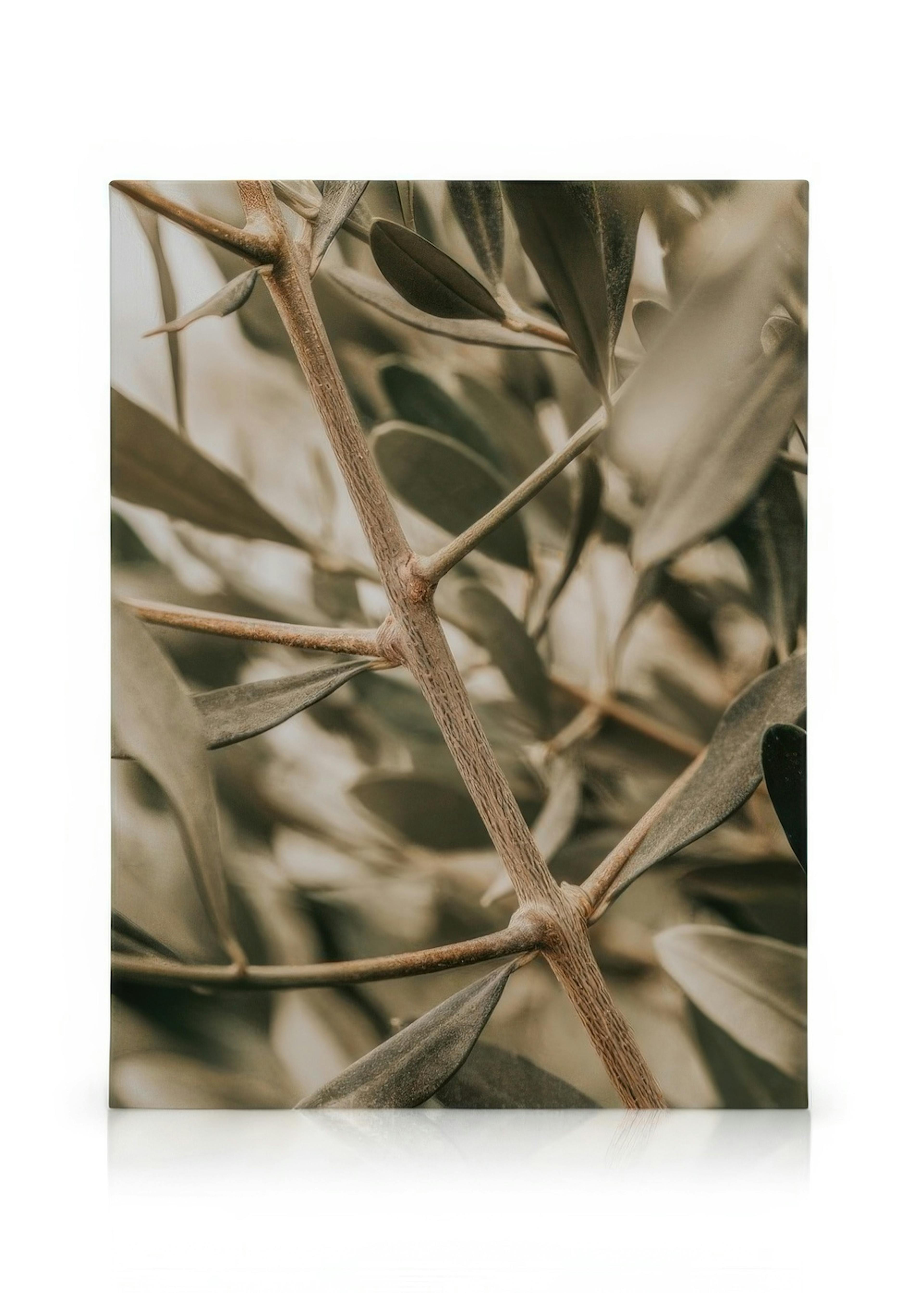 Detailed Olive Branch Obraz na plátne 0