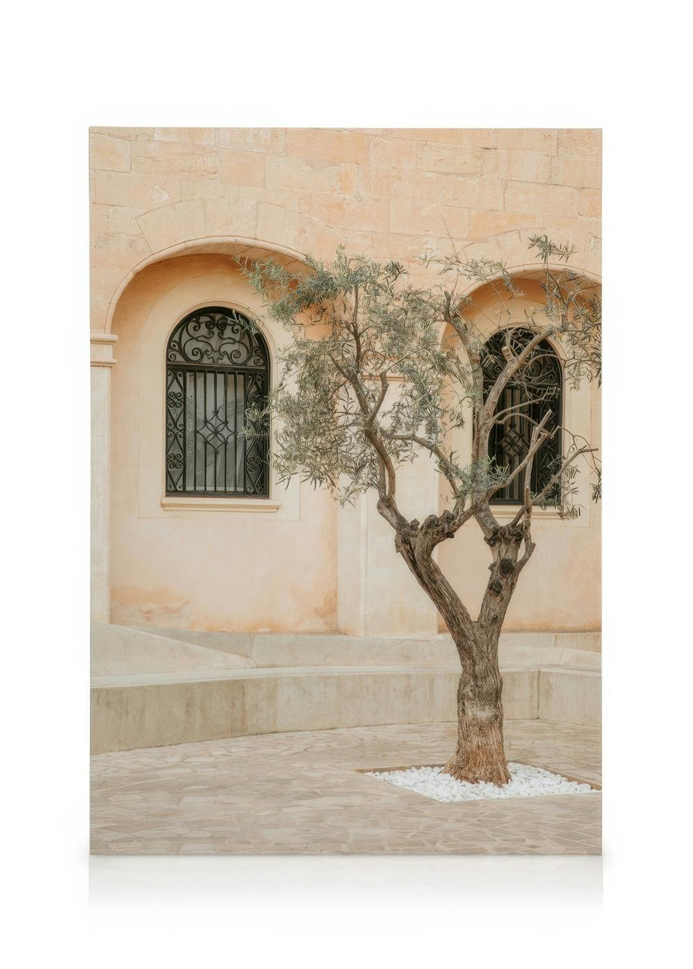 Obrazy na płótnie Lonely Olive Tree Obraz na płótnie (30x40 cm - Ramka dębowa)