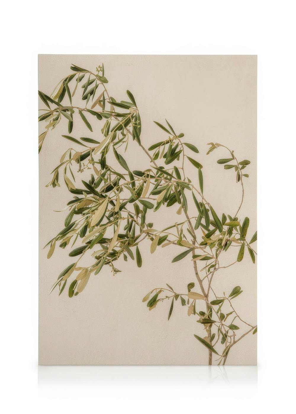 Mediterranean Olive Branch Poster (30x40 cm)  Plantes vertes