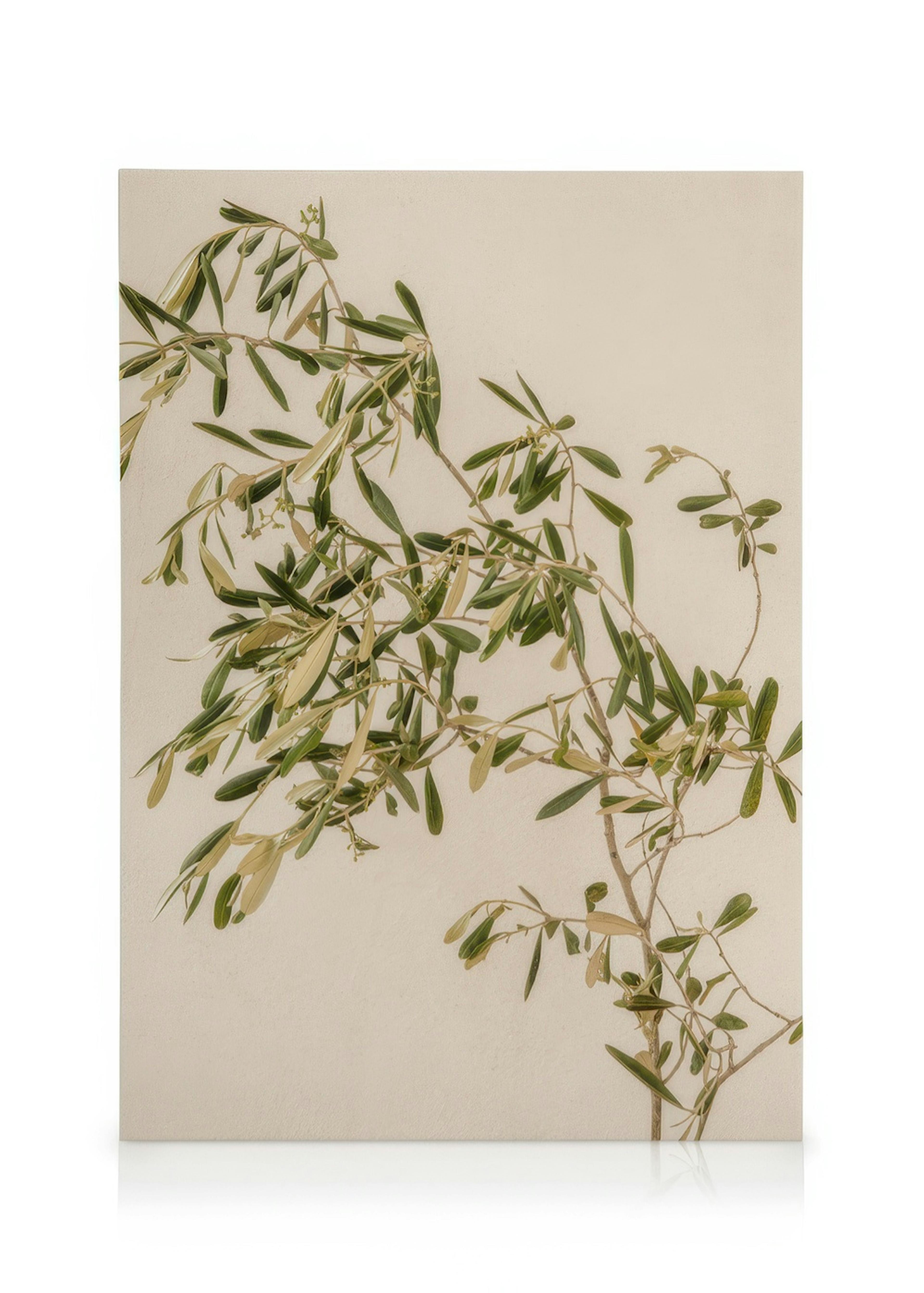 Mediterranean Olive Branch Obraz na plátne 0