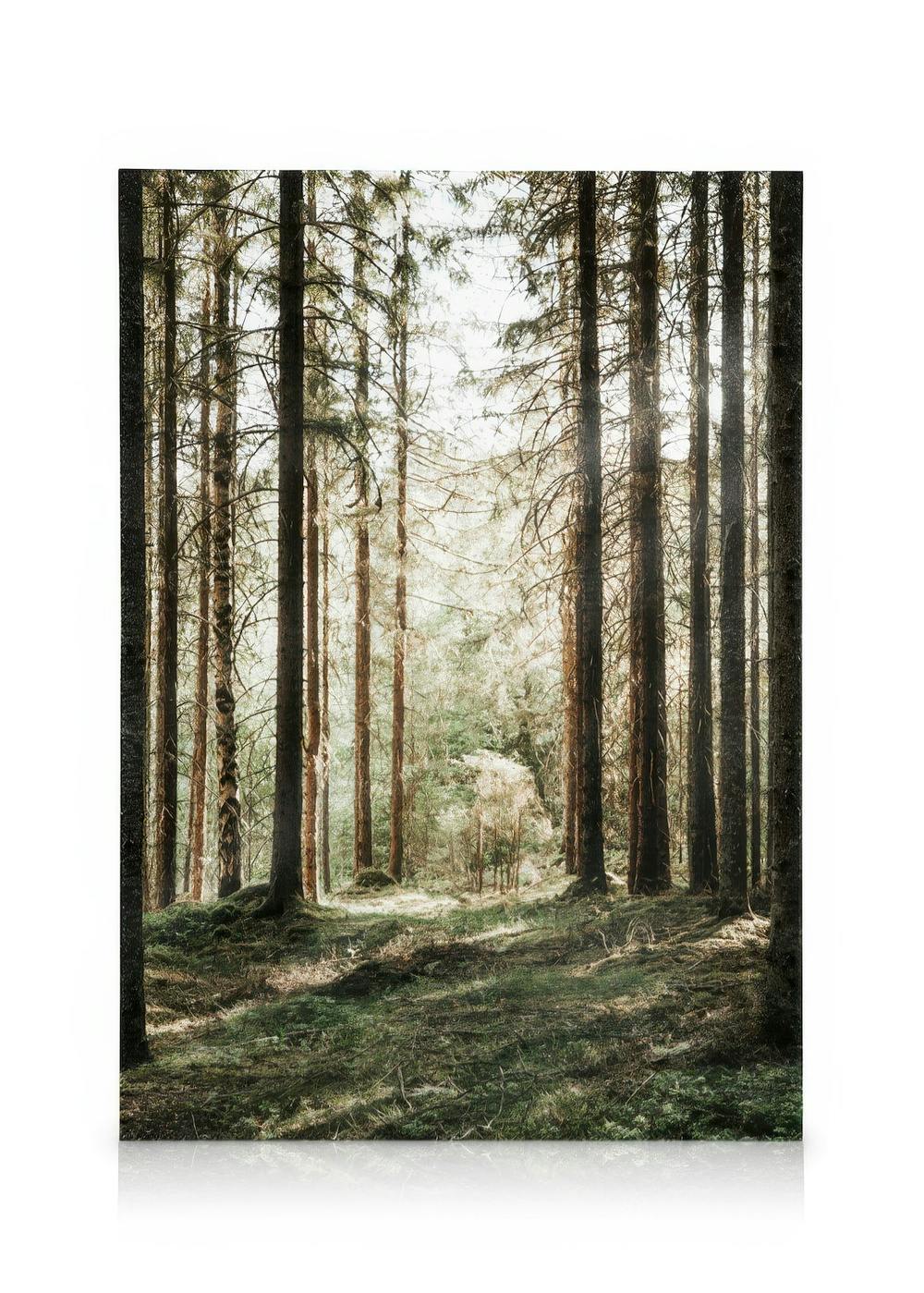 Obrazy na płótnie Forest Grove Obraz na płótnie (50x70 cm - Ramka dębowa)