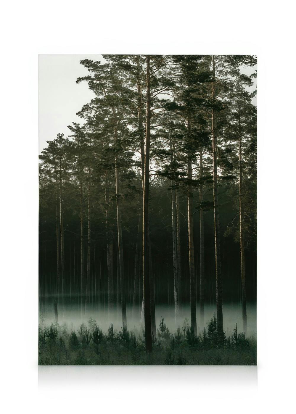 Obrazy na płótnie Misty Forest Obraz na płótnie (30x40 cm)