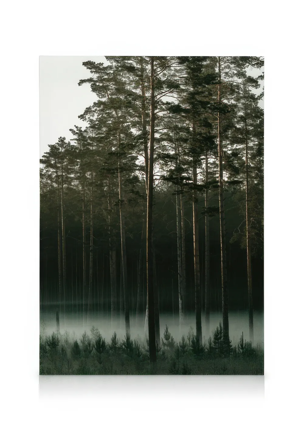Tranh Thiên Nhiên Misty Forest Canvas print