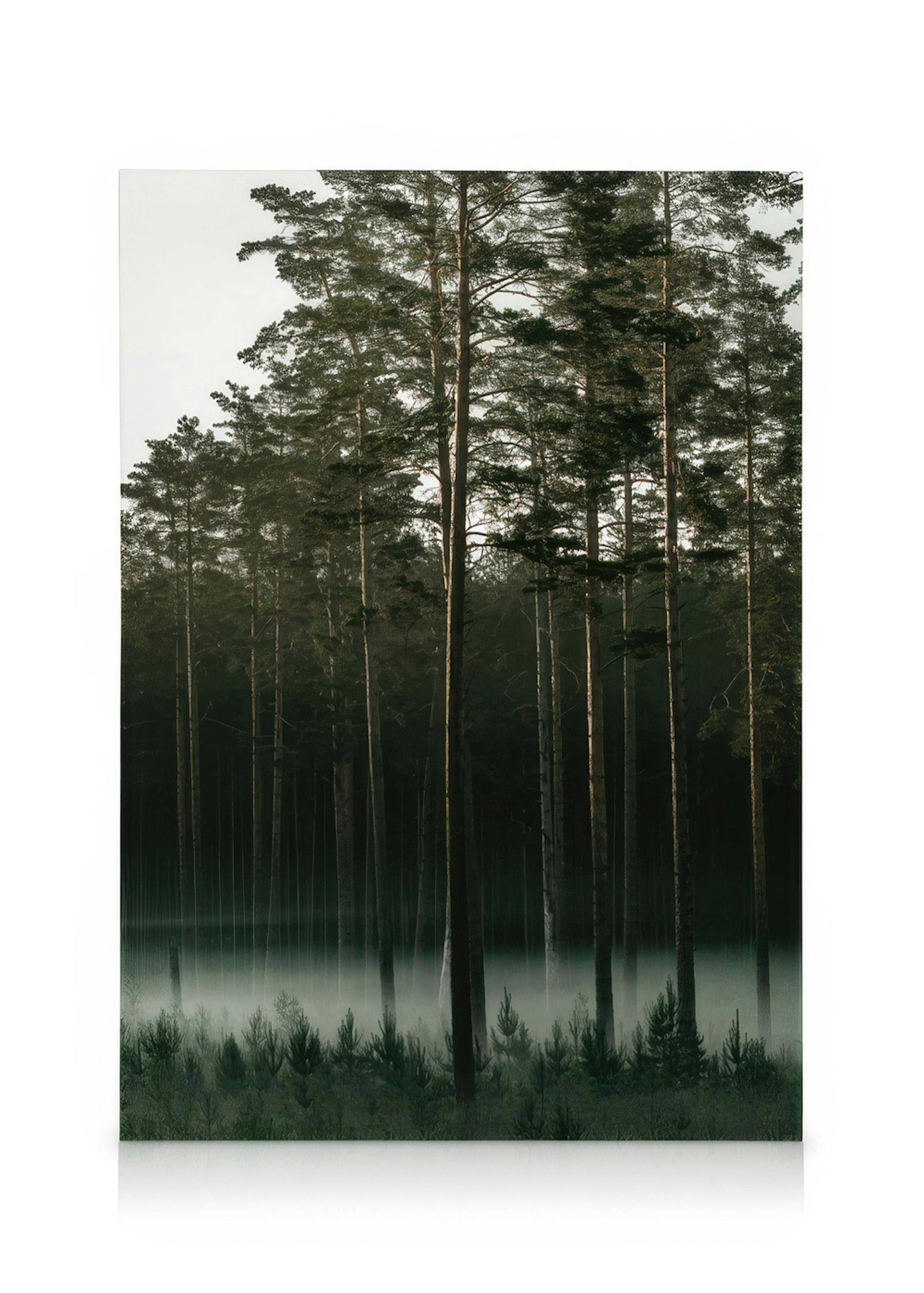 Canvas van dennenbomen in mistig bos bij zonsopgang/zonsondergang. Donkergroene en bruine bomen, lichtgrijze mist.
