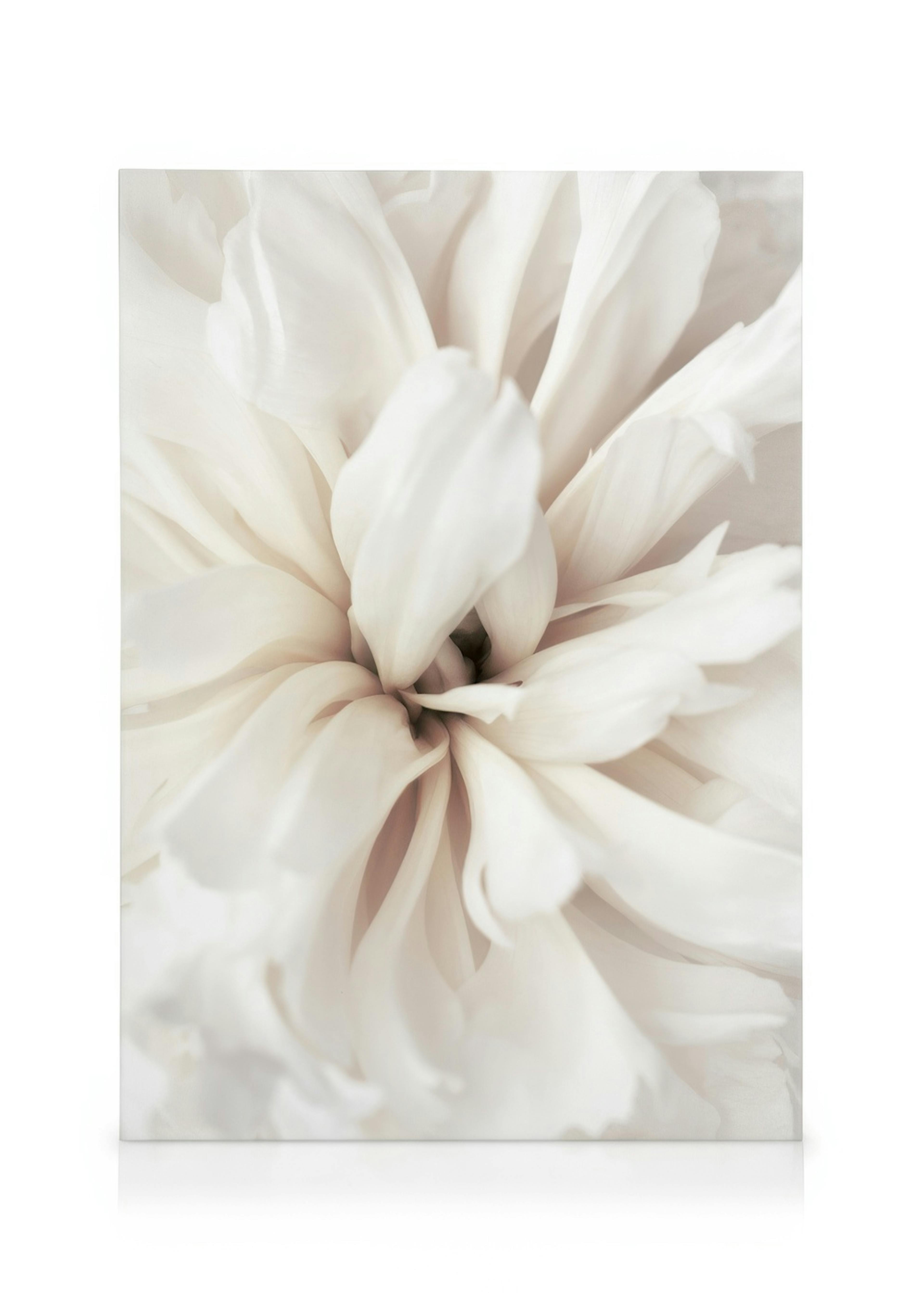 Close Up Blossom Canvas 0