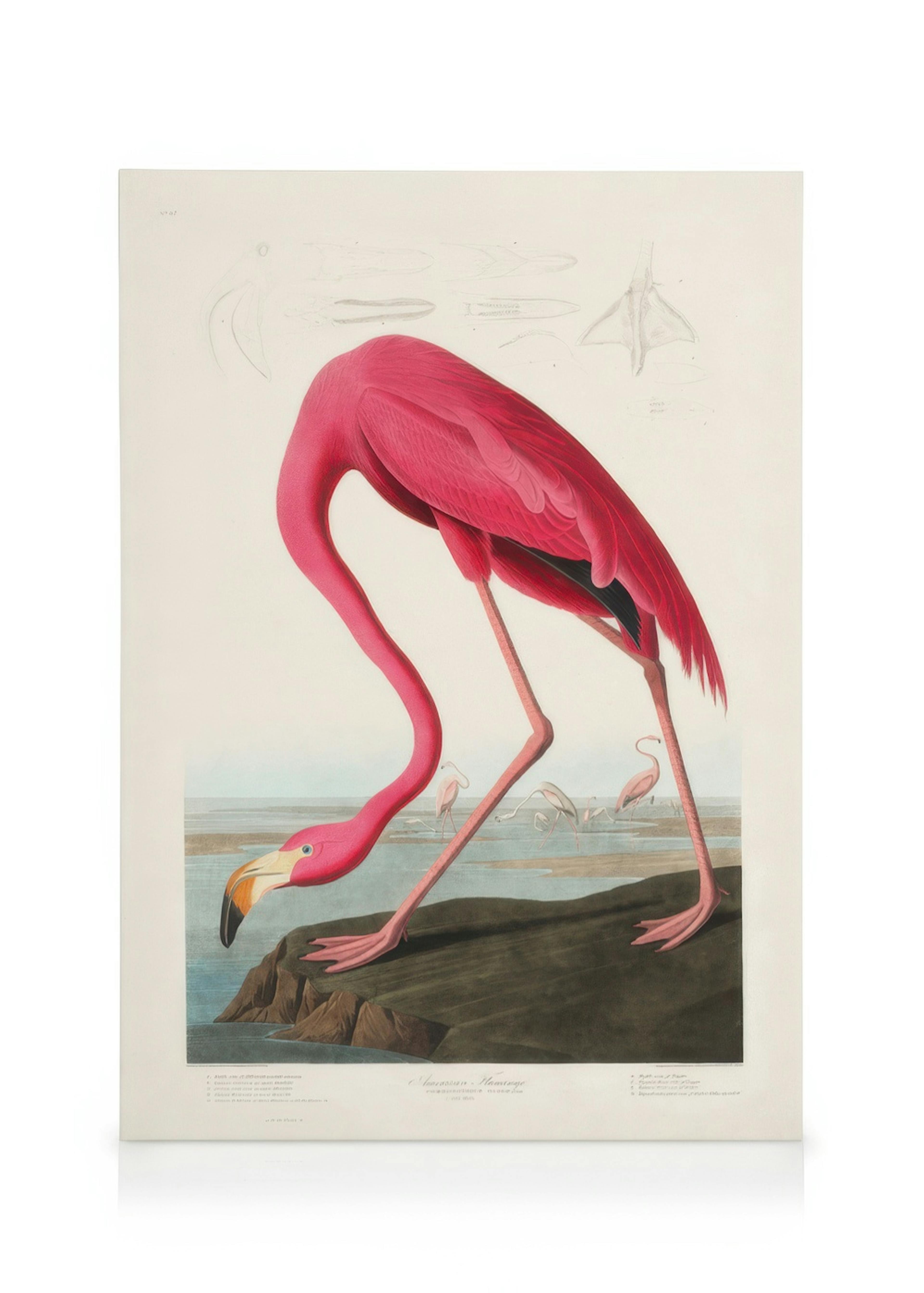 Audubon - Pink Flamingo from Birds of America Obraz na plátne 0