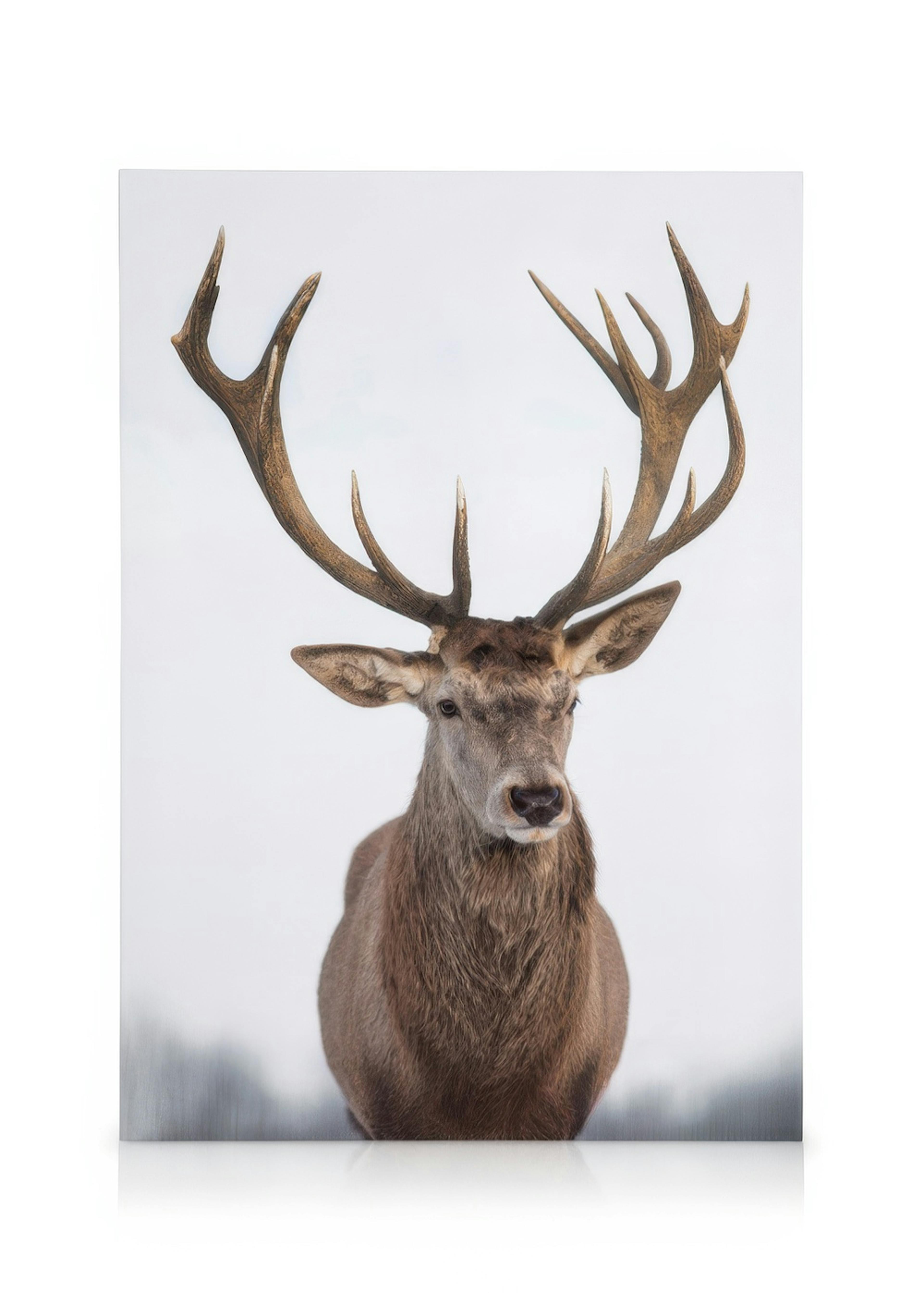 Majestic Deer Obraz na plátne 0
