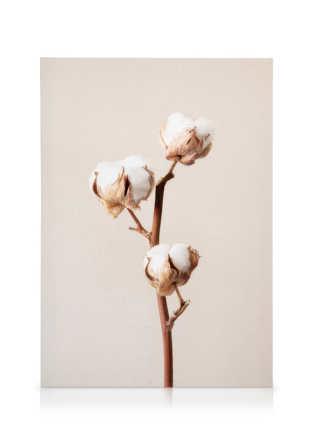 Cotton Flower No2 Canvas Print – Minimalist Botanical Wall Art | Desenio