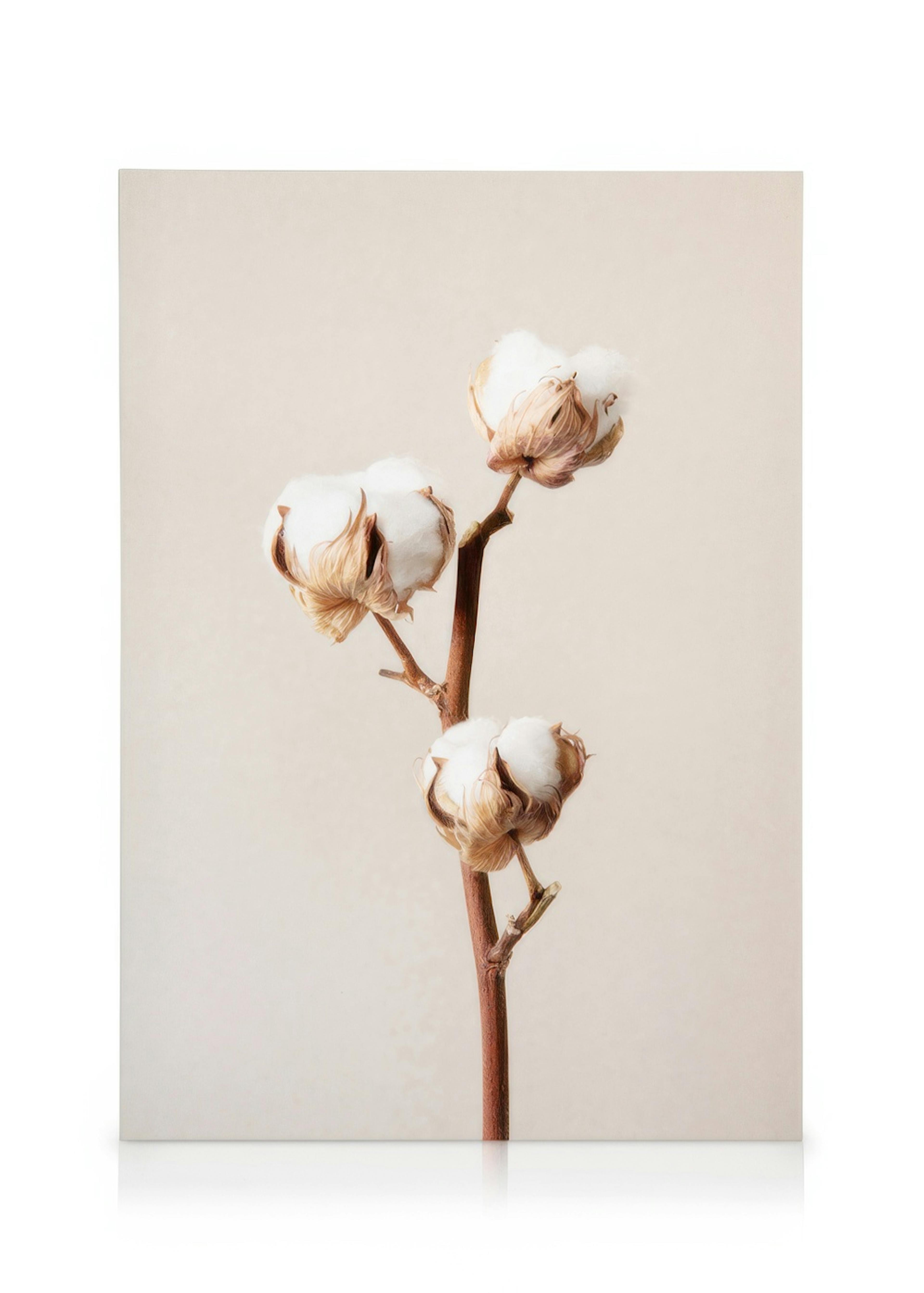 Cotton Flower No2 Καμβάς 0