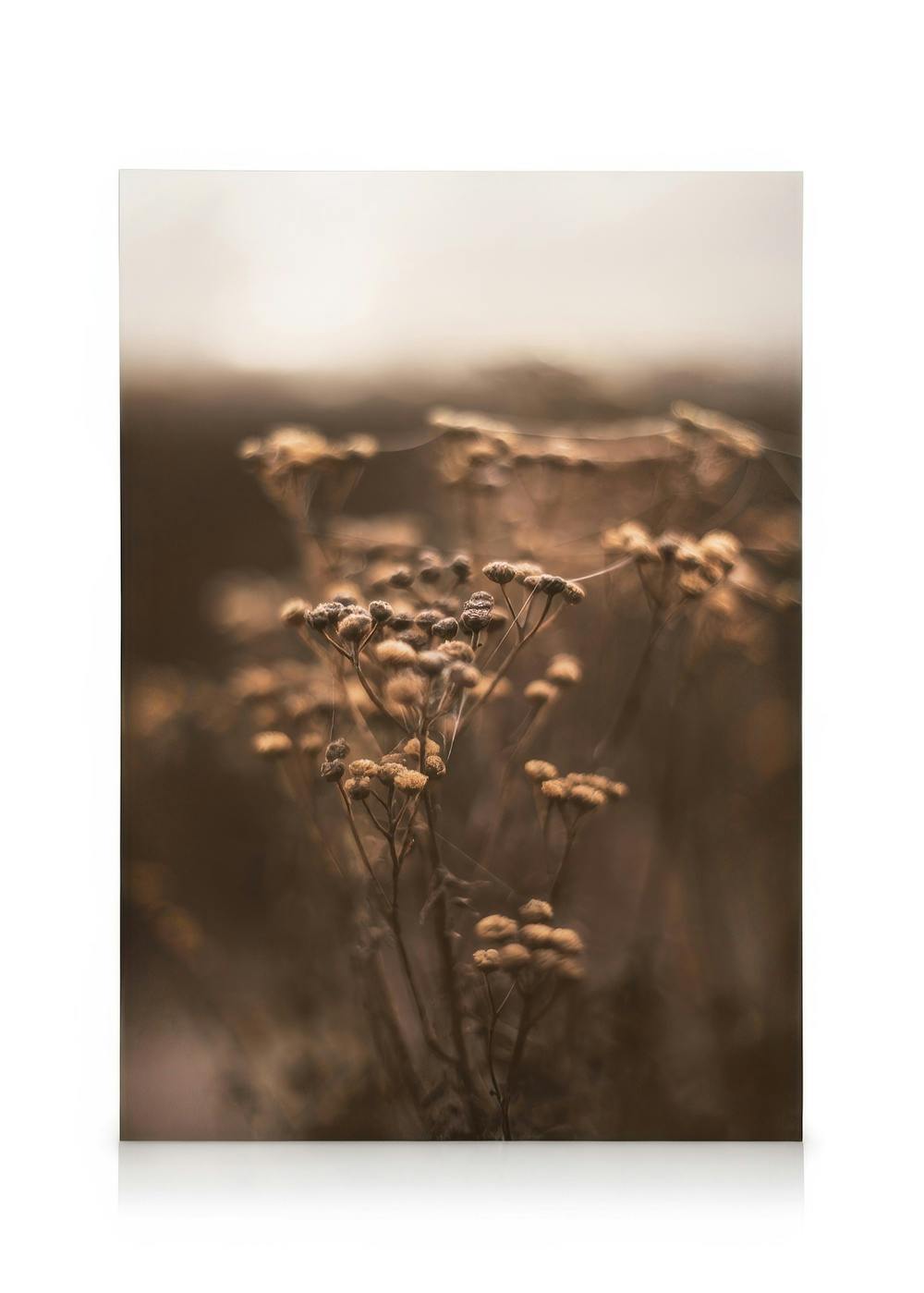 Obrazy na płótnie Brown Botanical No1 Obraz na płótnie (50x70 cm - Czarna ramka)