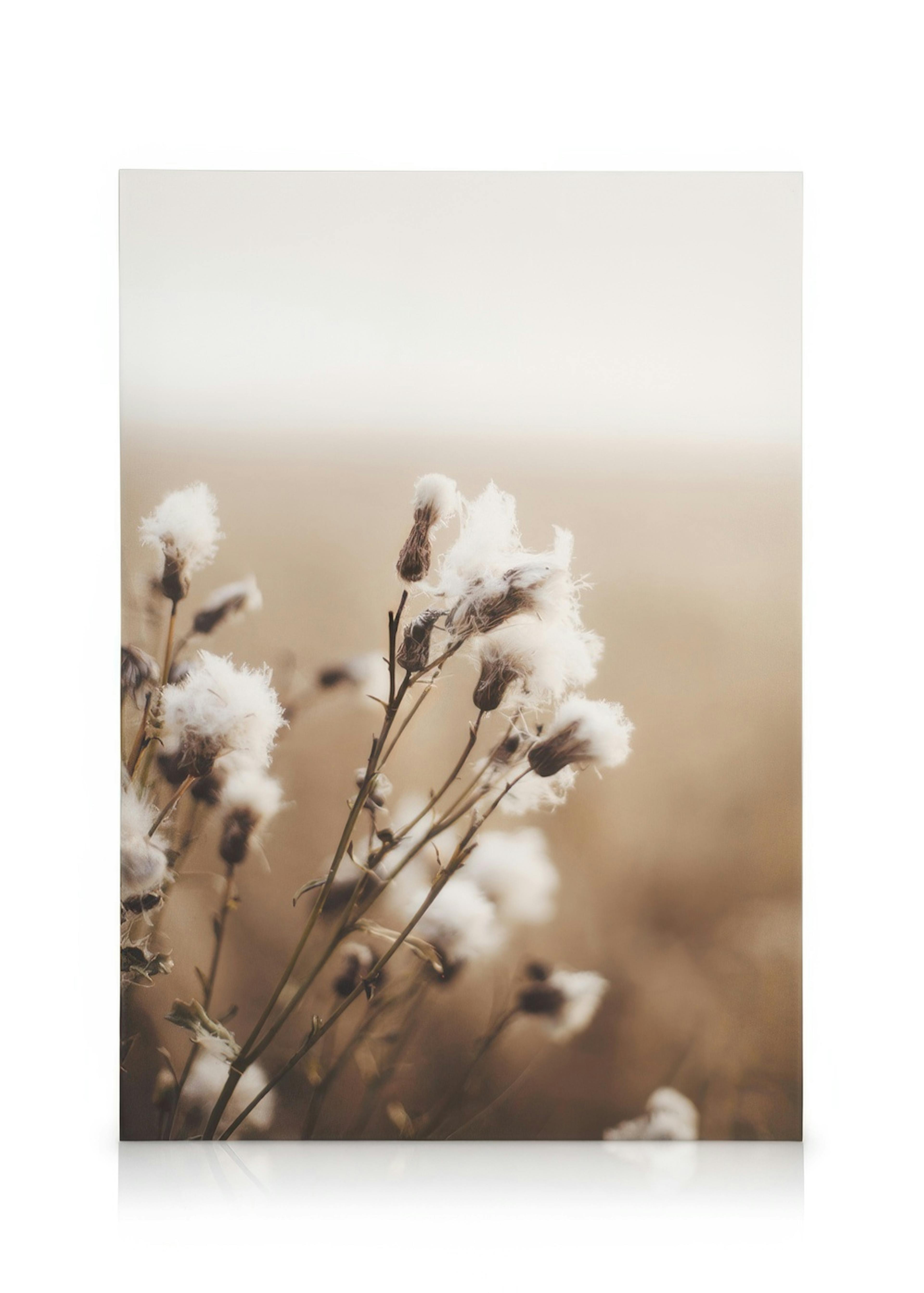 Canvas print of fluffy white plants with brown stems, against a blurred beige and brown background.