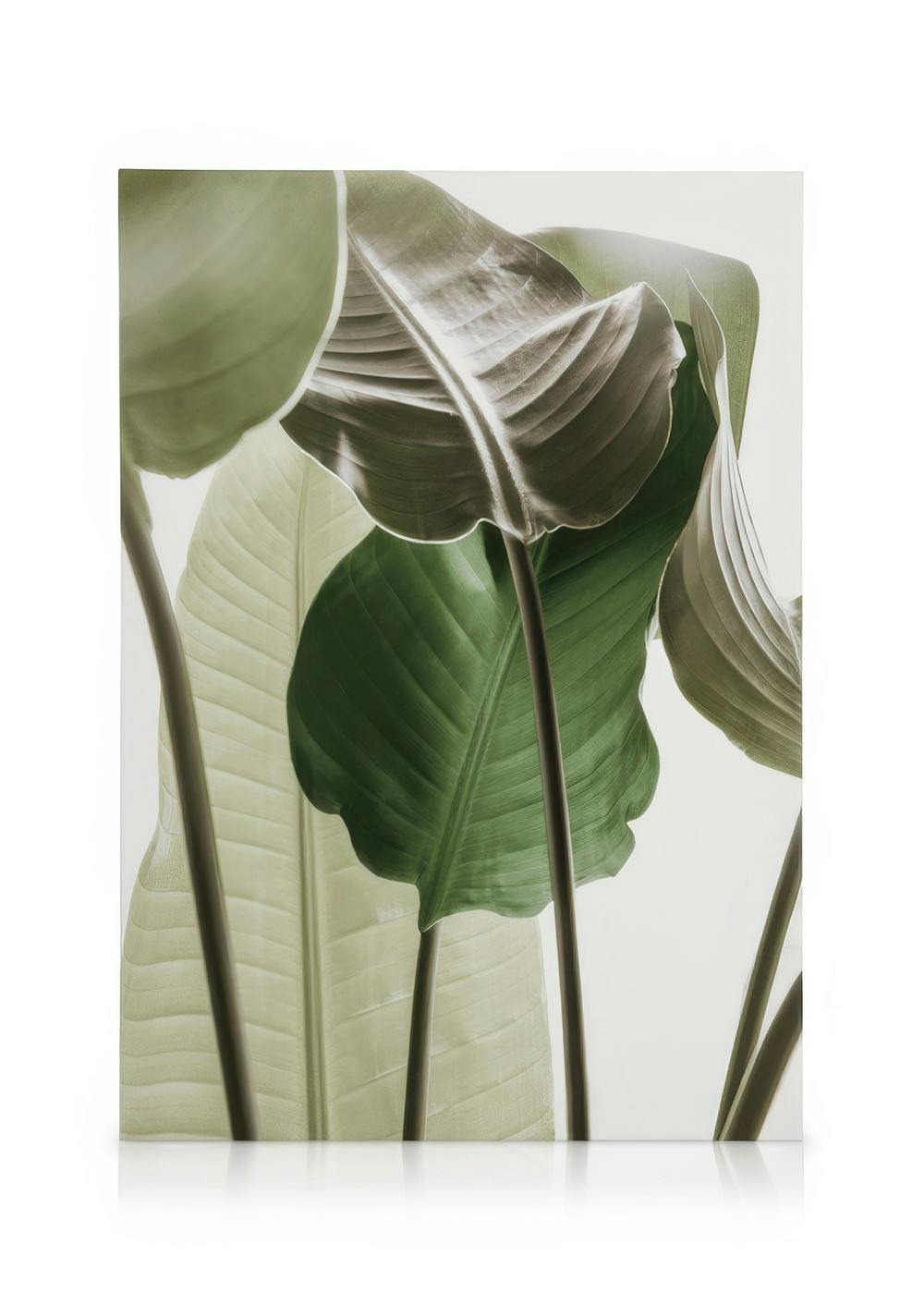 Canvas Prints Strelitzia Plant No1 Canvas print (50x70 cm - Black Frame)