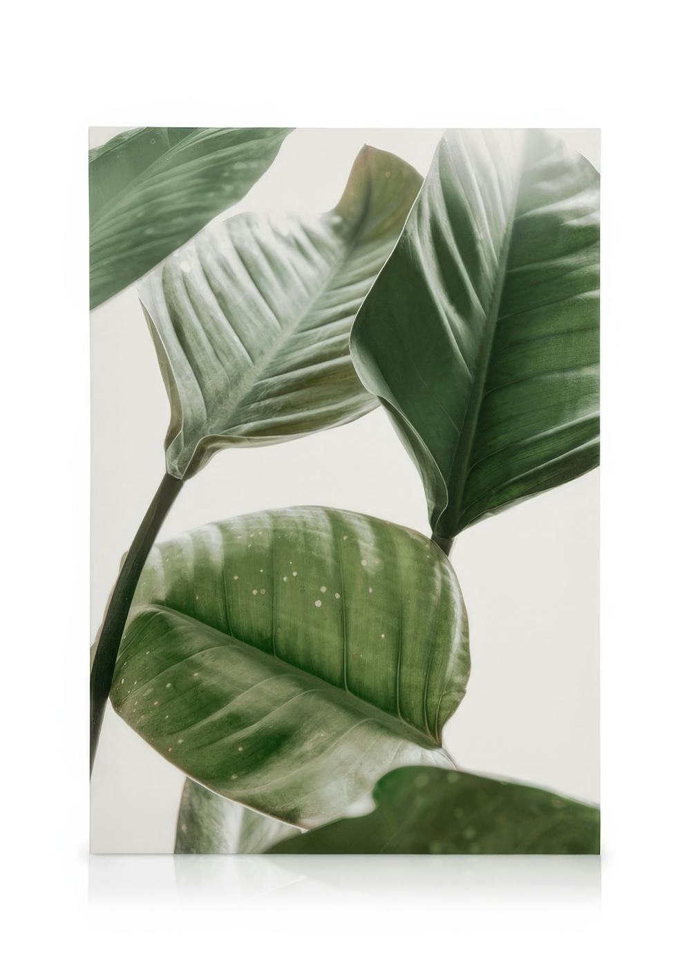 Stampa su tela con foglie verdi di Strelitzia su sfondo neutro, dettagli naturali e texture sottili.