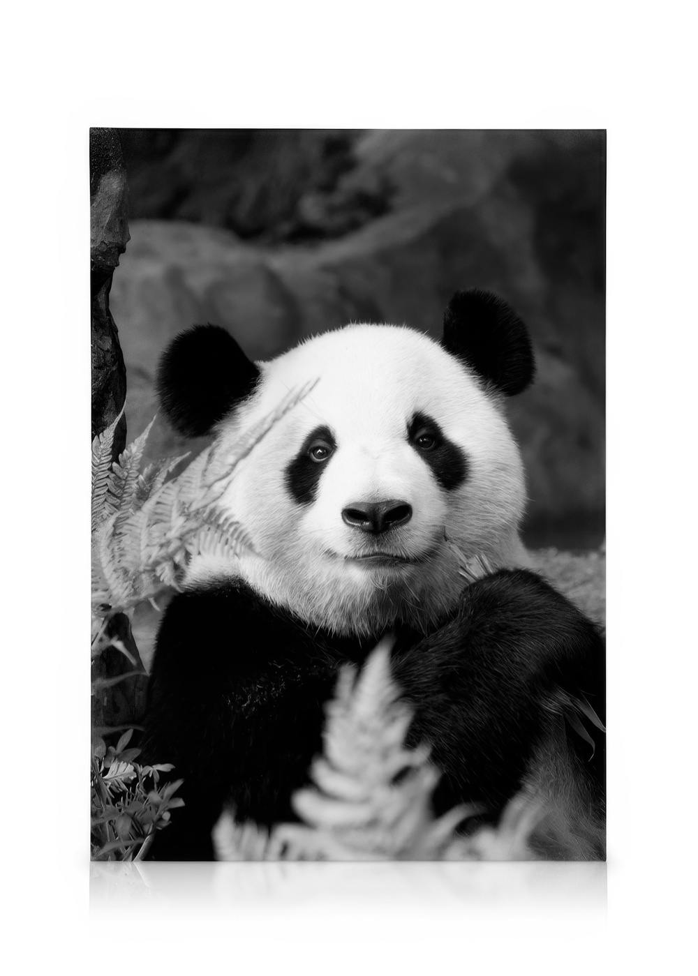 Sort/hvid lærredstryk af en panda, der ser direkte på beskueren, omgivet af grønne planter.
