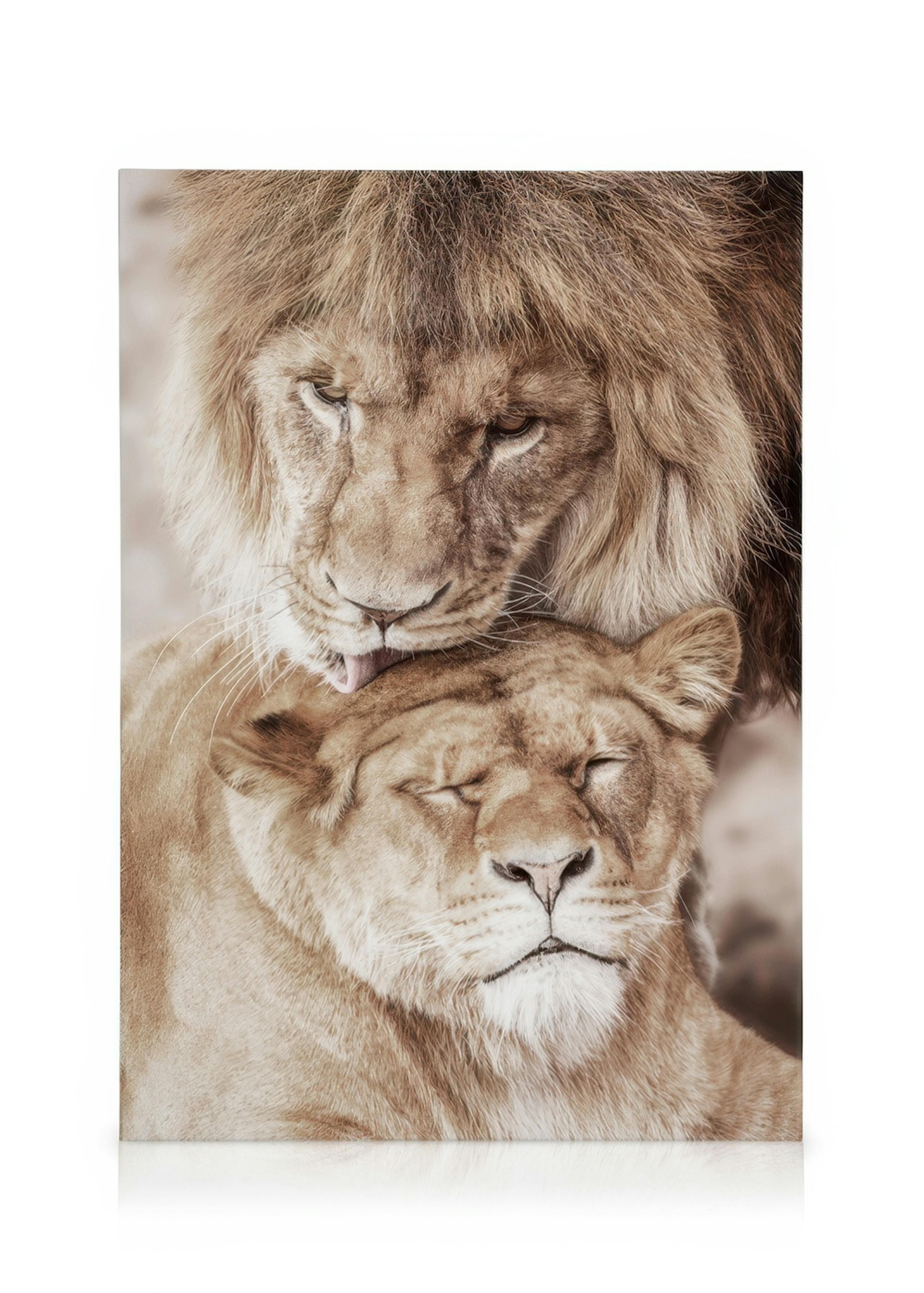 Lion Love Canvas print 0