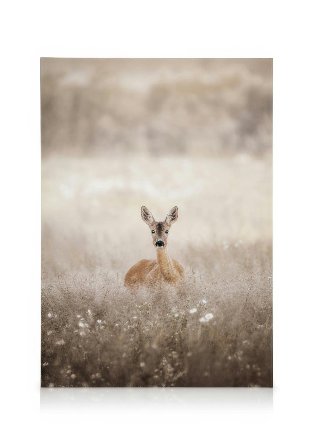 Canvas Schilderijen Roe Deer on a Field Canvas (30x40 cm)