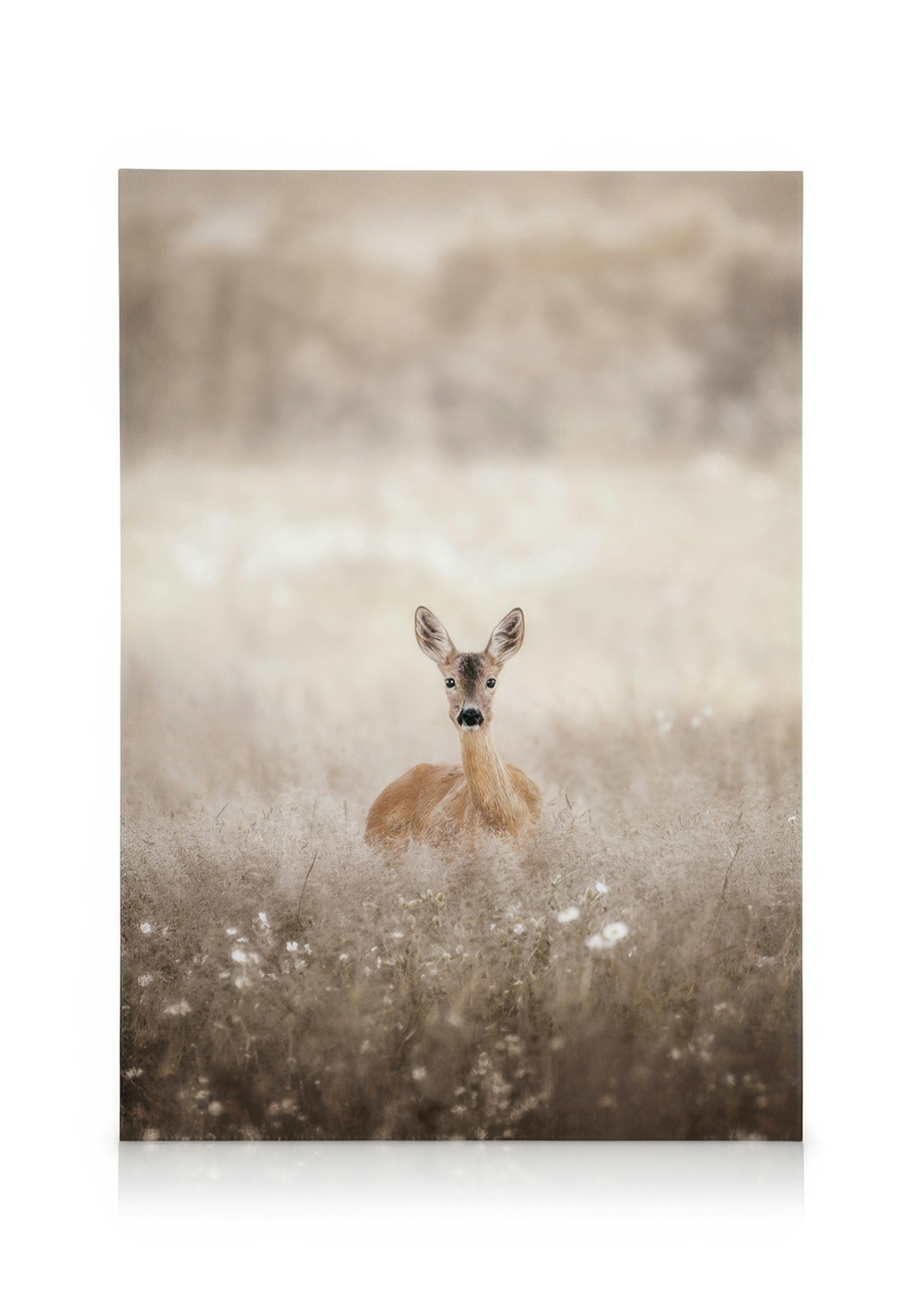 Roe Deer on a Field Canvas print 0